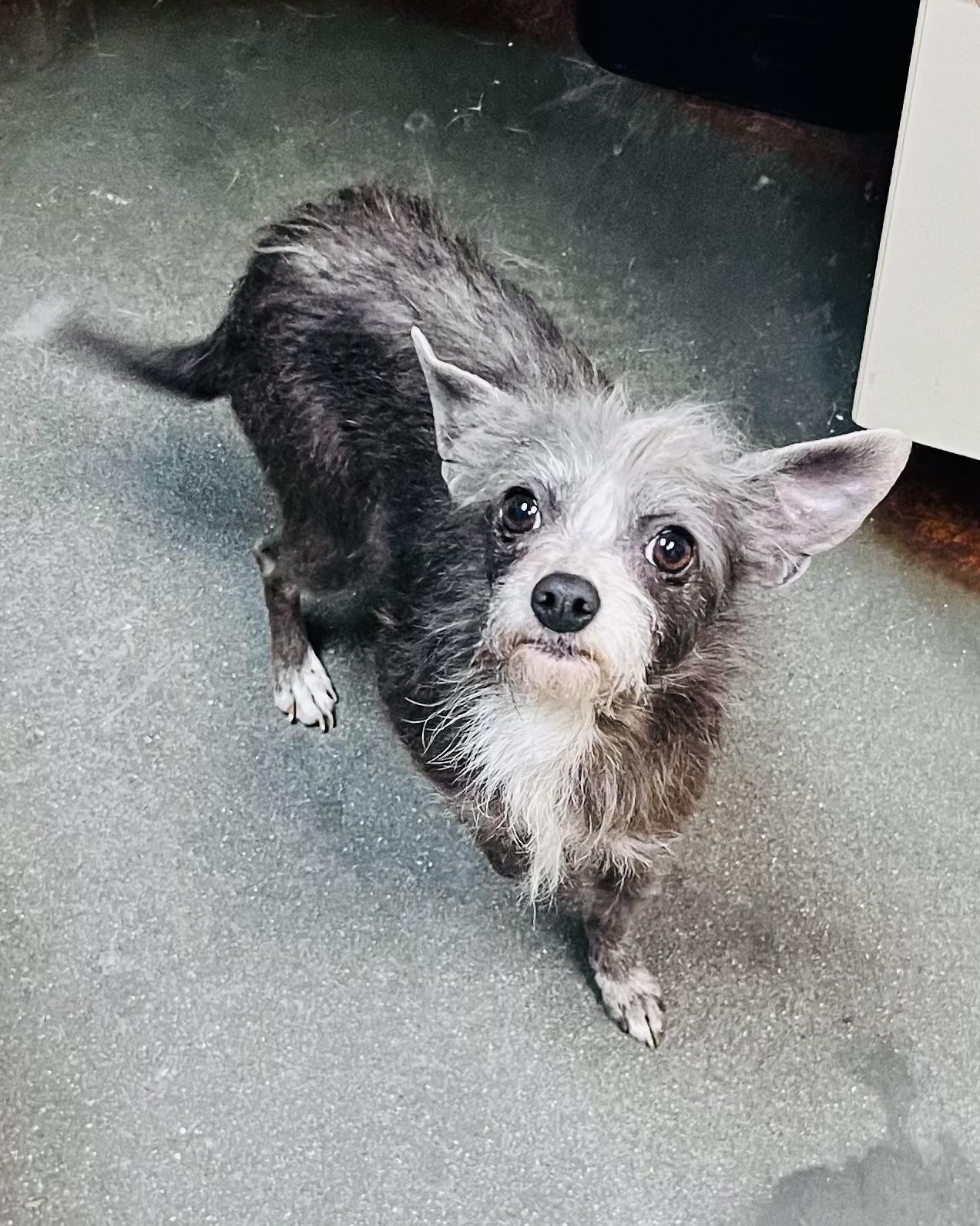 Flower, adopted, Adult Female Yorkshire Terrier.