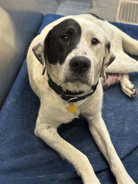 LUCY, Adoptable, Adult Female Mixed Breed.