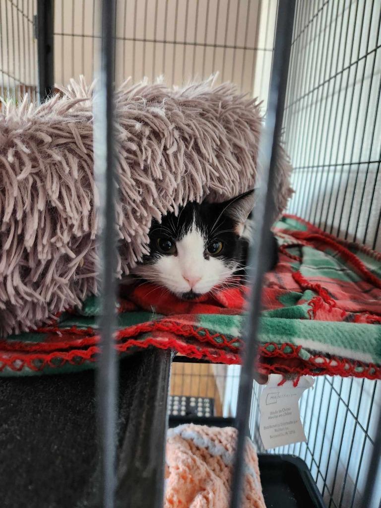 Enlarge Maisie, a Adopted mixed breed in Minot, ND image 2/3