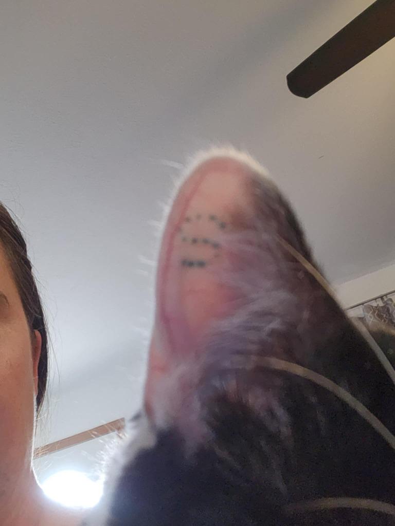 Enlarge Maisie, a Adopted mixed breed in Minot, ND image 3/3