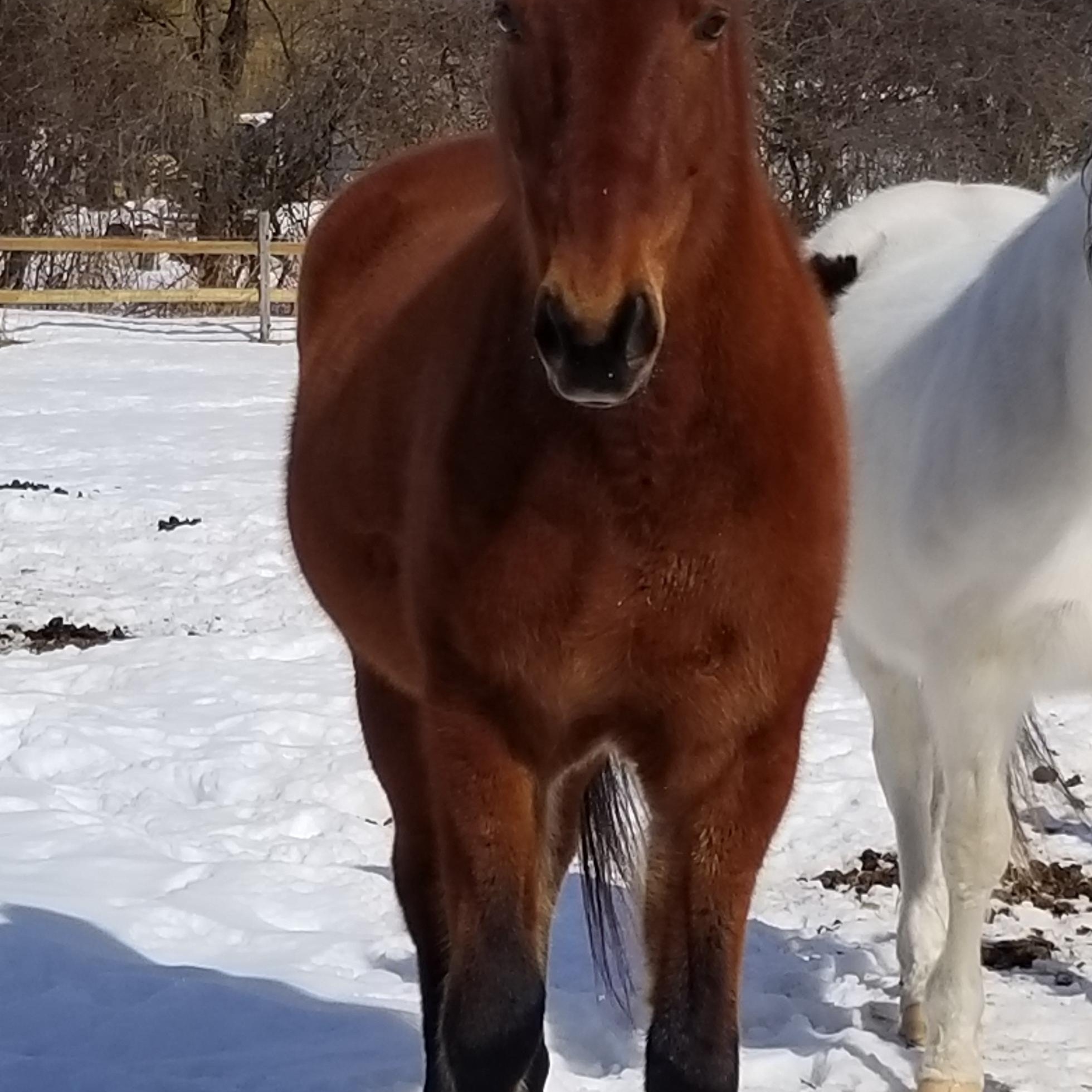 Santa, a ADOPTABLE Quarterhorse in Tottenham, ON image 2/4