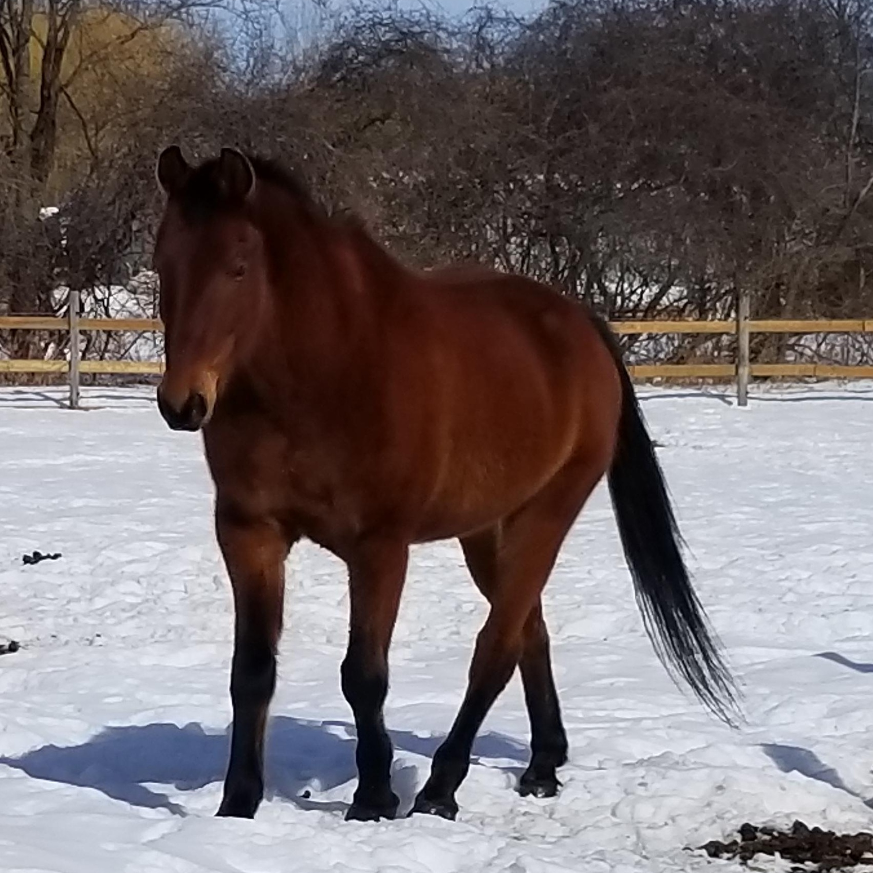 Santa, a ADOPTABLE Quarterhorse in Tottenham, ON image 4/4