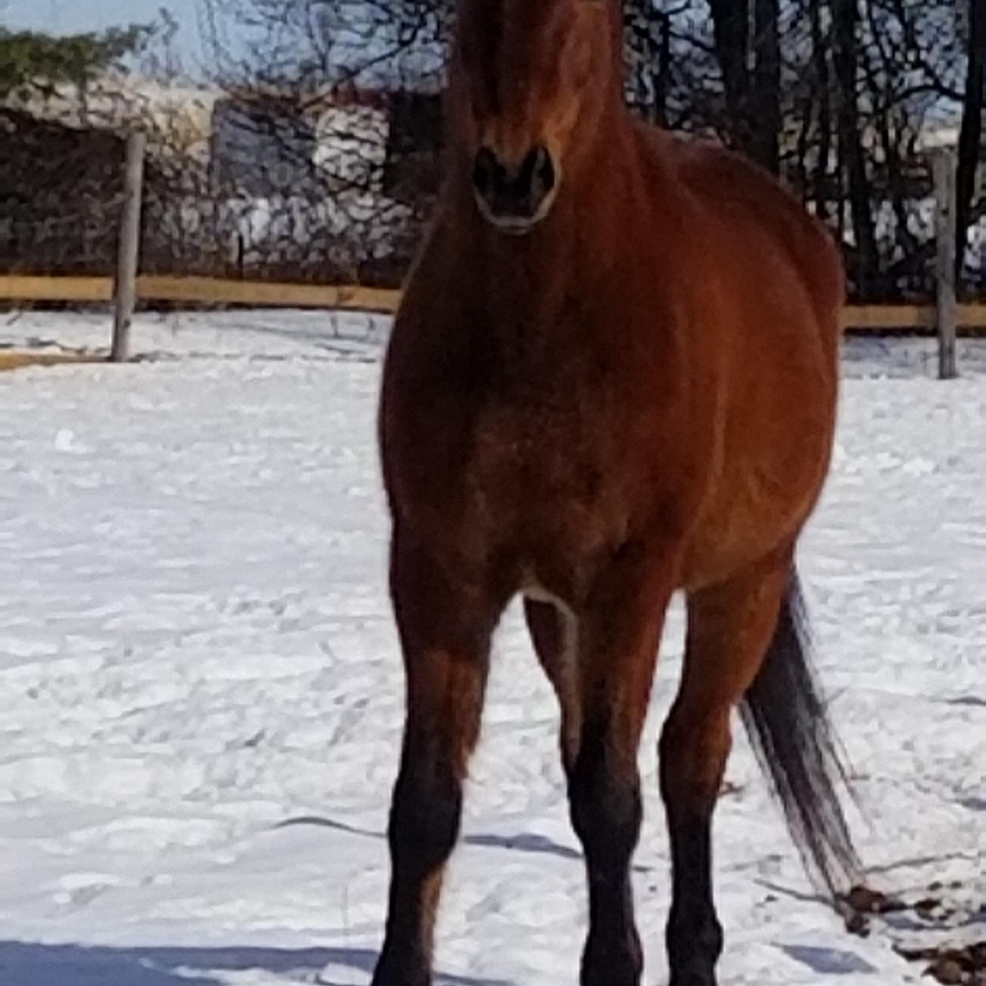 Santa, ADOPTABLE, Adult Male Quarterhorse.