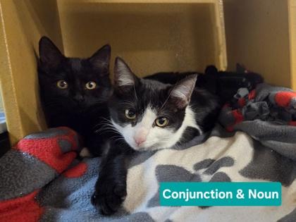 Enlarge Conjunction, a Adoptable mixed breed in Phoenix, AZ image 1/2