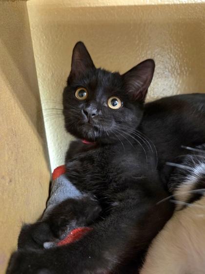 Enlarge Conjunction, a Adoptable mixed breed in Phoenix, AZ image 2/2