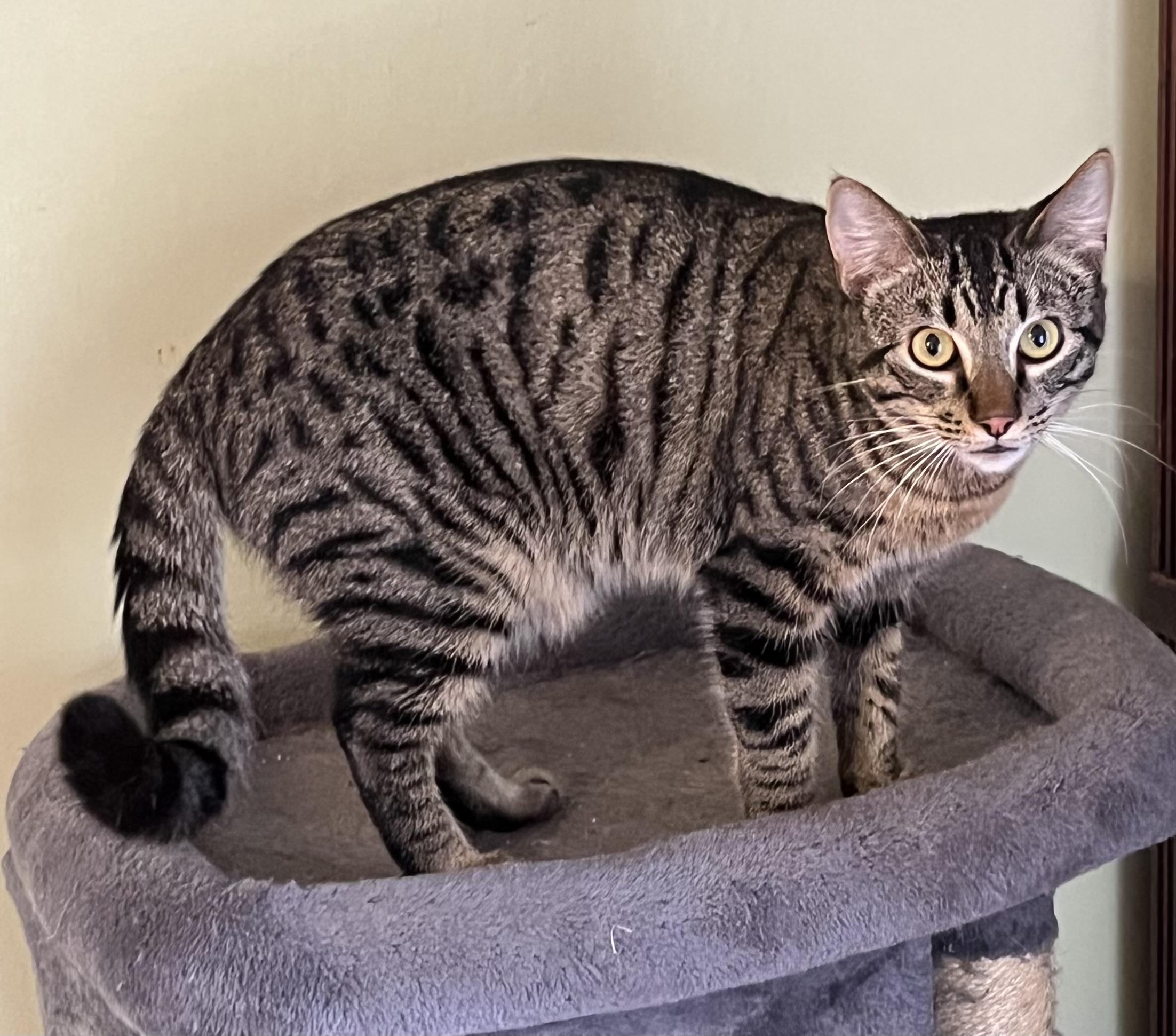 Mr. Bones, adoptable, Kitten Male Tabby.