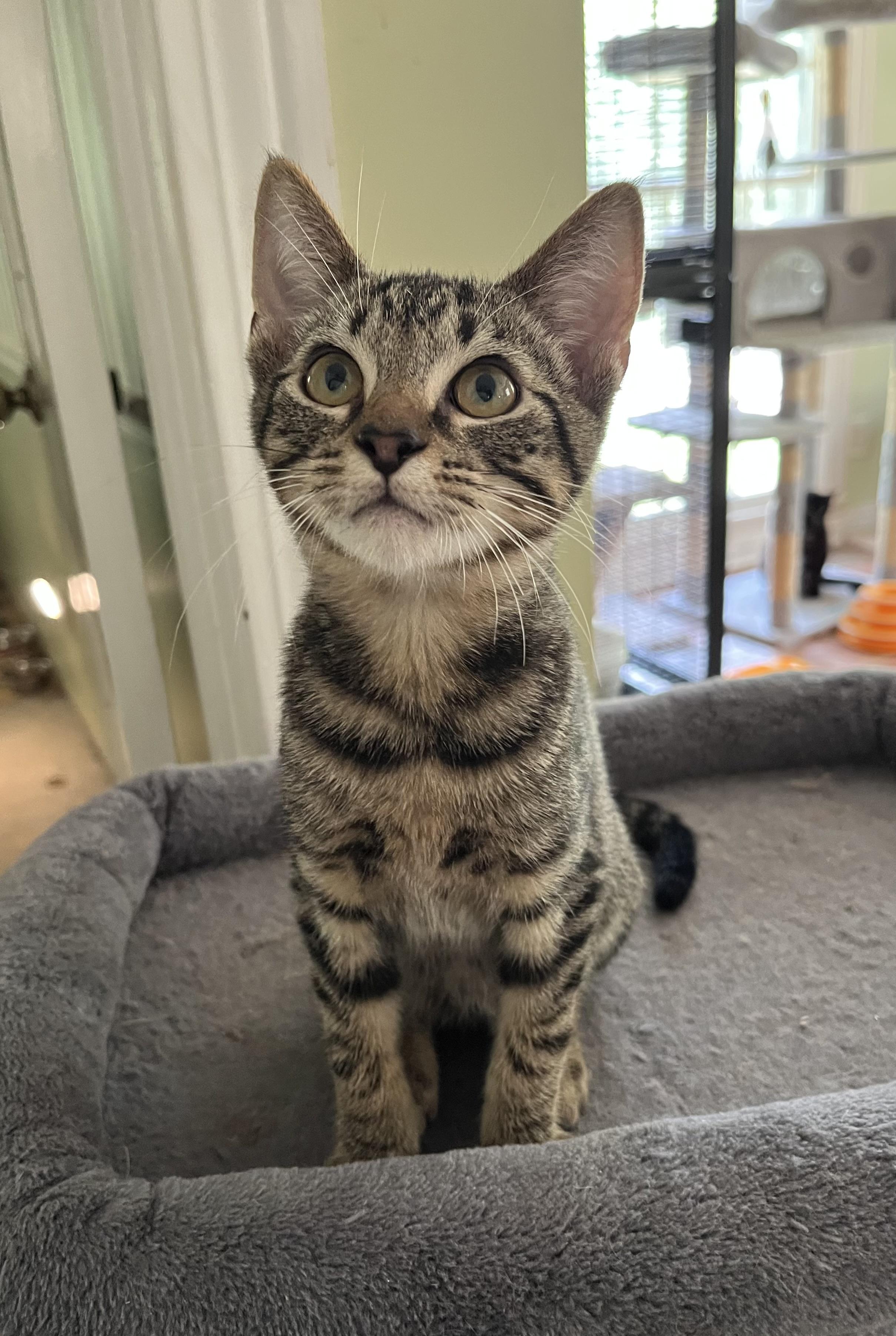 Enlarge Mr. Bones (& see Paw Paw), a Adoptable Tabby in Mobile, AL image 2/3