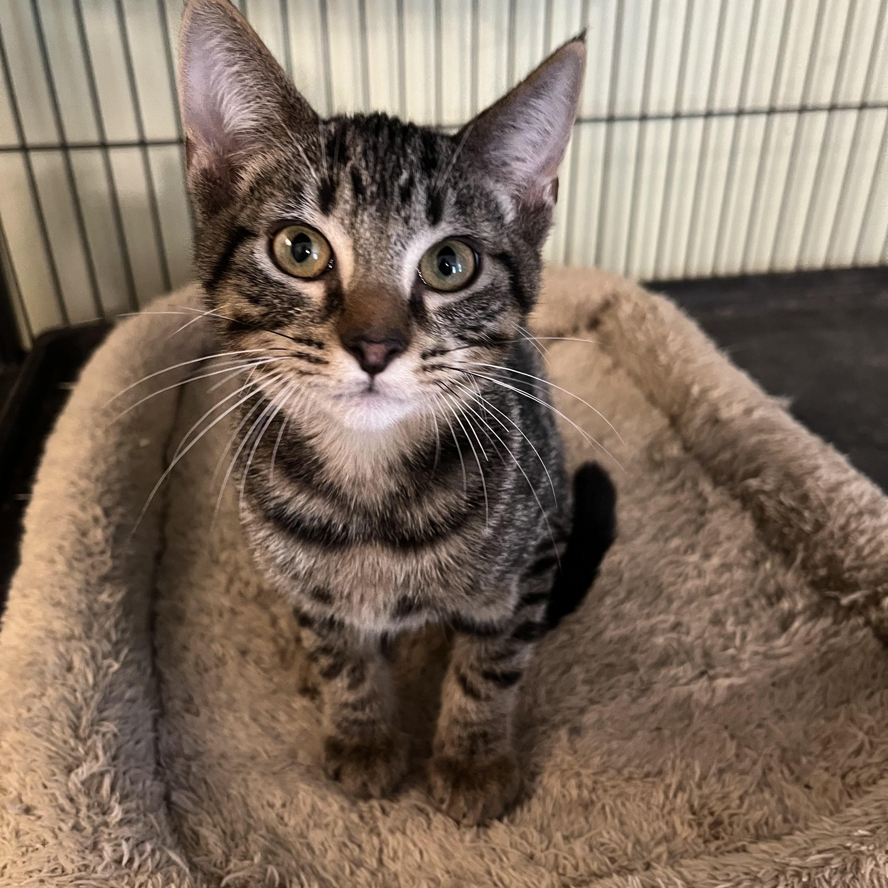 Enlarge Mr. Bones (& see Paw Paw), a Adoptable Tabby in Mobile, AL image 1/3