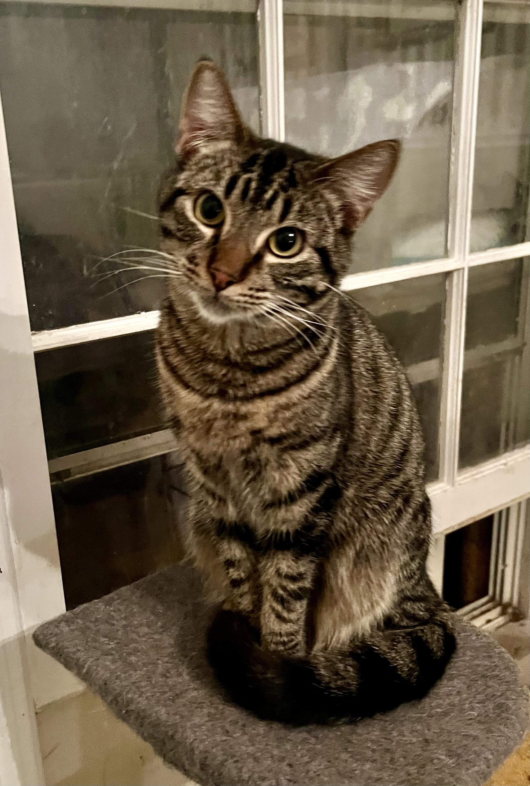 Mr. Bones, adoptable, Young Male Tabby.