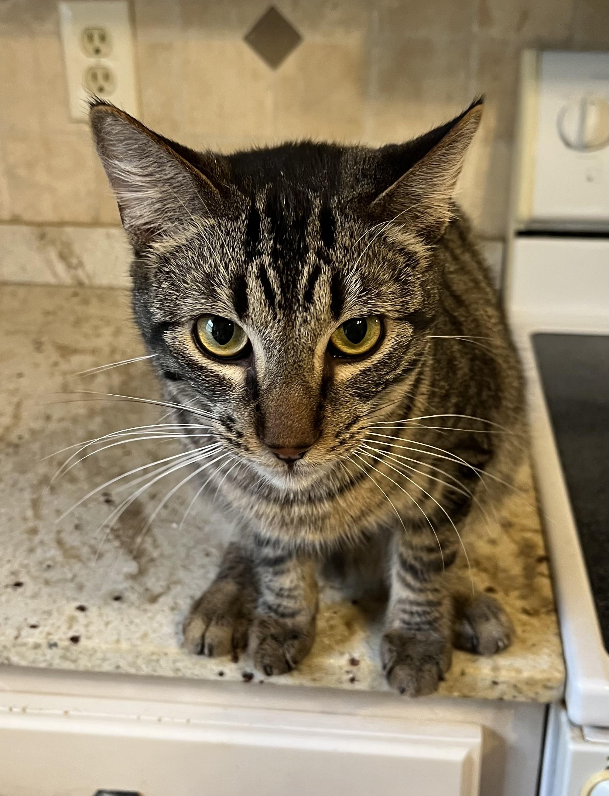 Mr. Bones, adoptable, Kitten Male Tabby.