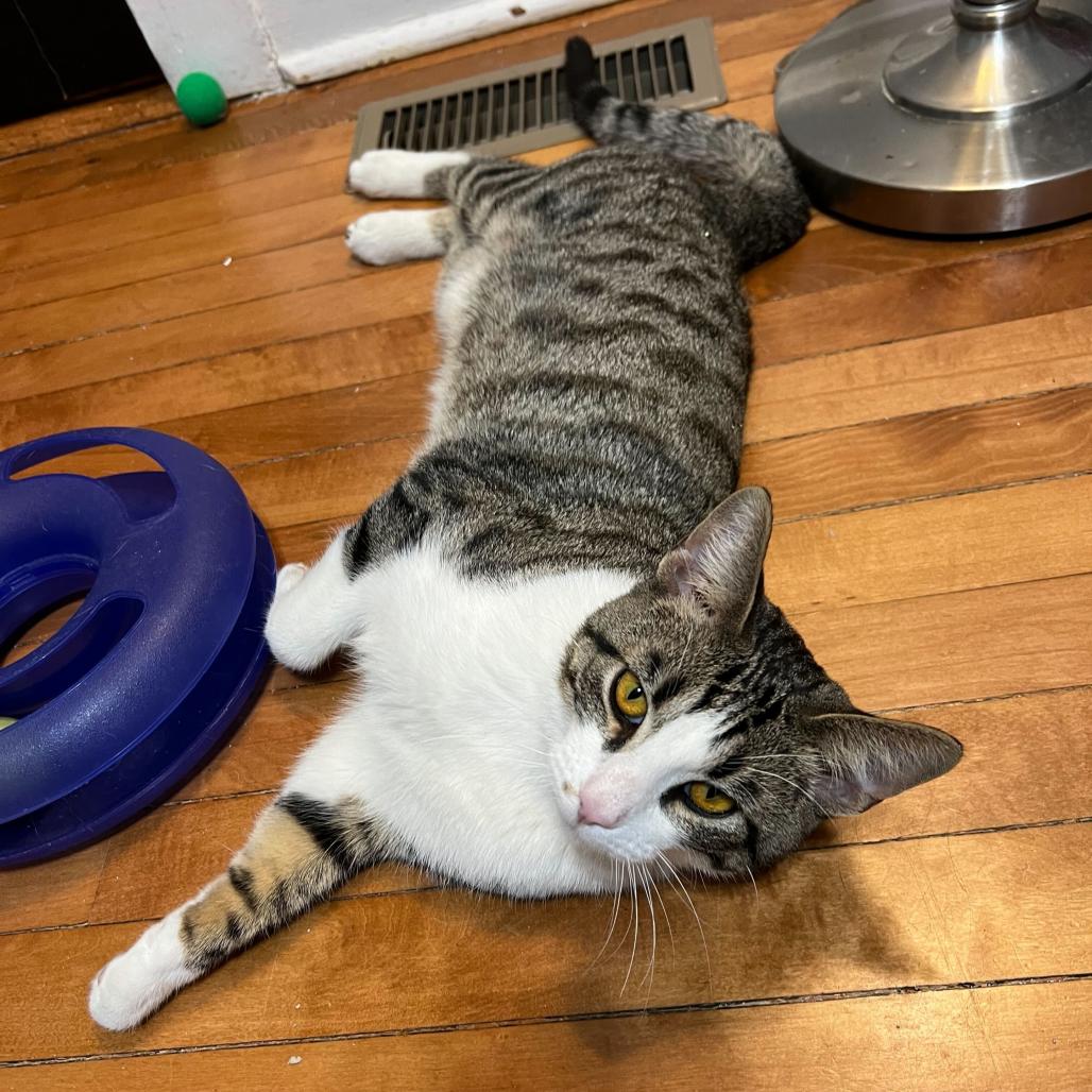Burt (c2026), Adoptable, Adult Male Domestic Short Hair.
