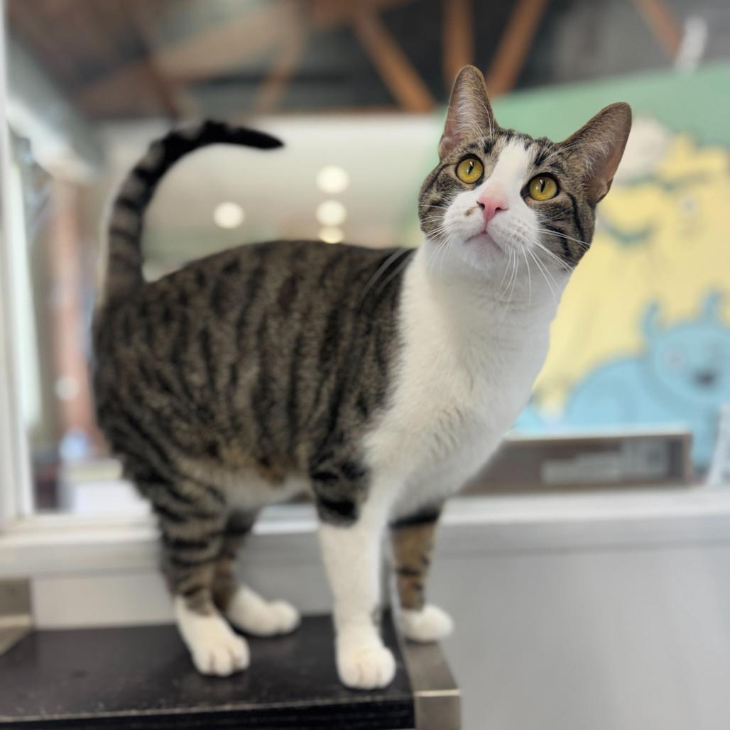 Enlarge Burt (c2026), a Adoptable Domestic Short Hair in Skokie, IL image 4/6