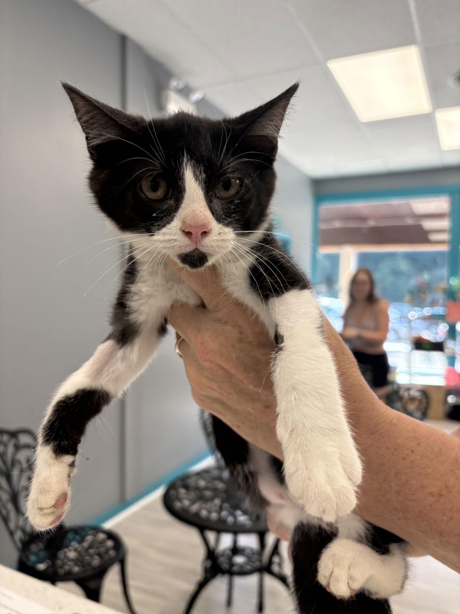 Shelia, Adoptable, Young Female Domestic Short Hair.