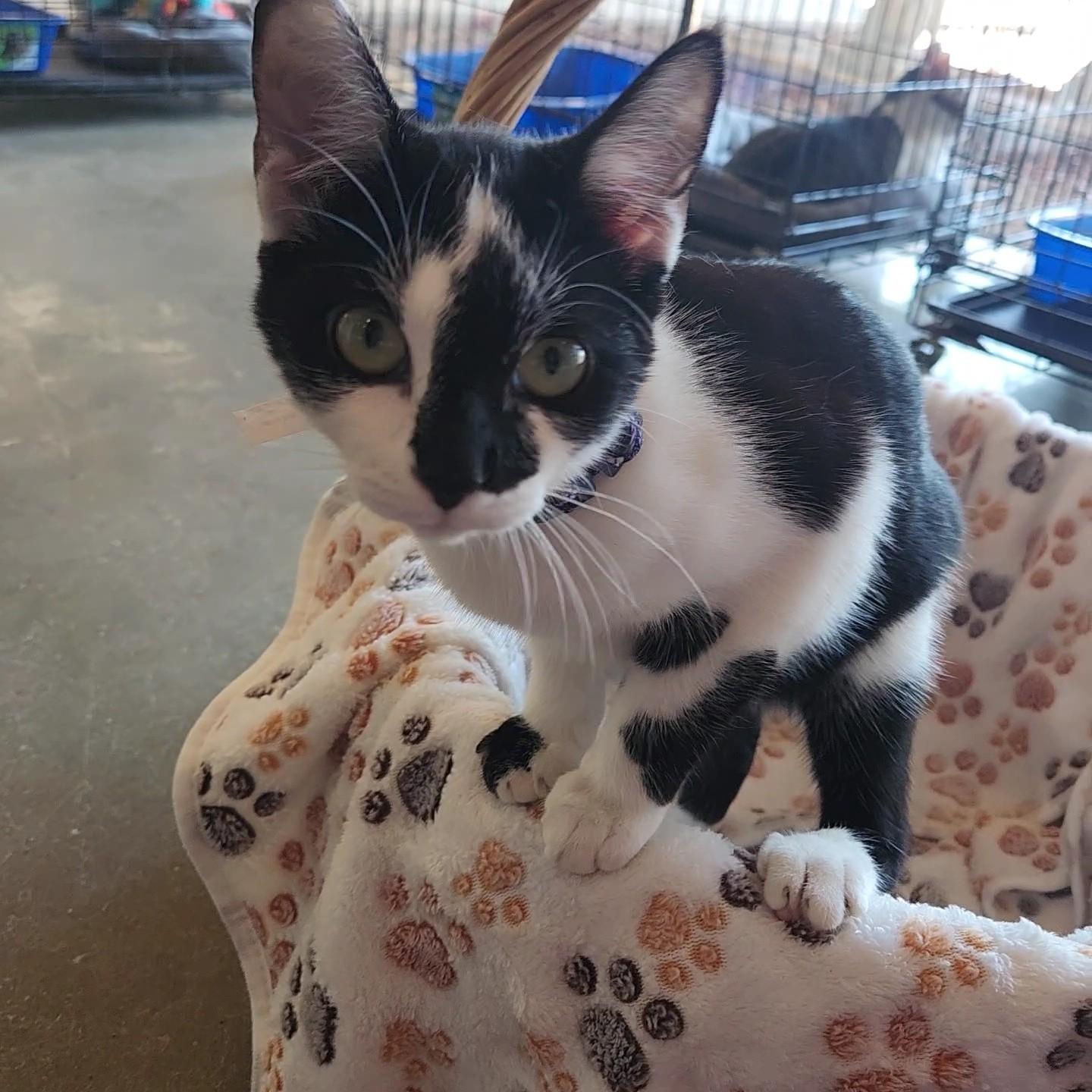 Enlarge Minnow, a Adoptable Tuxedo in Greensboro, AL image 1/2