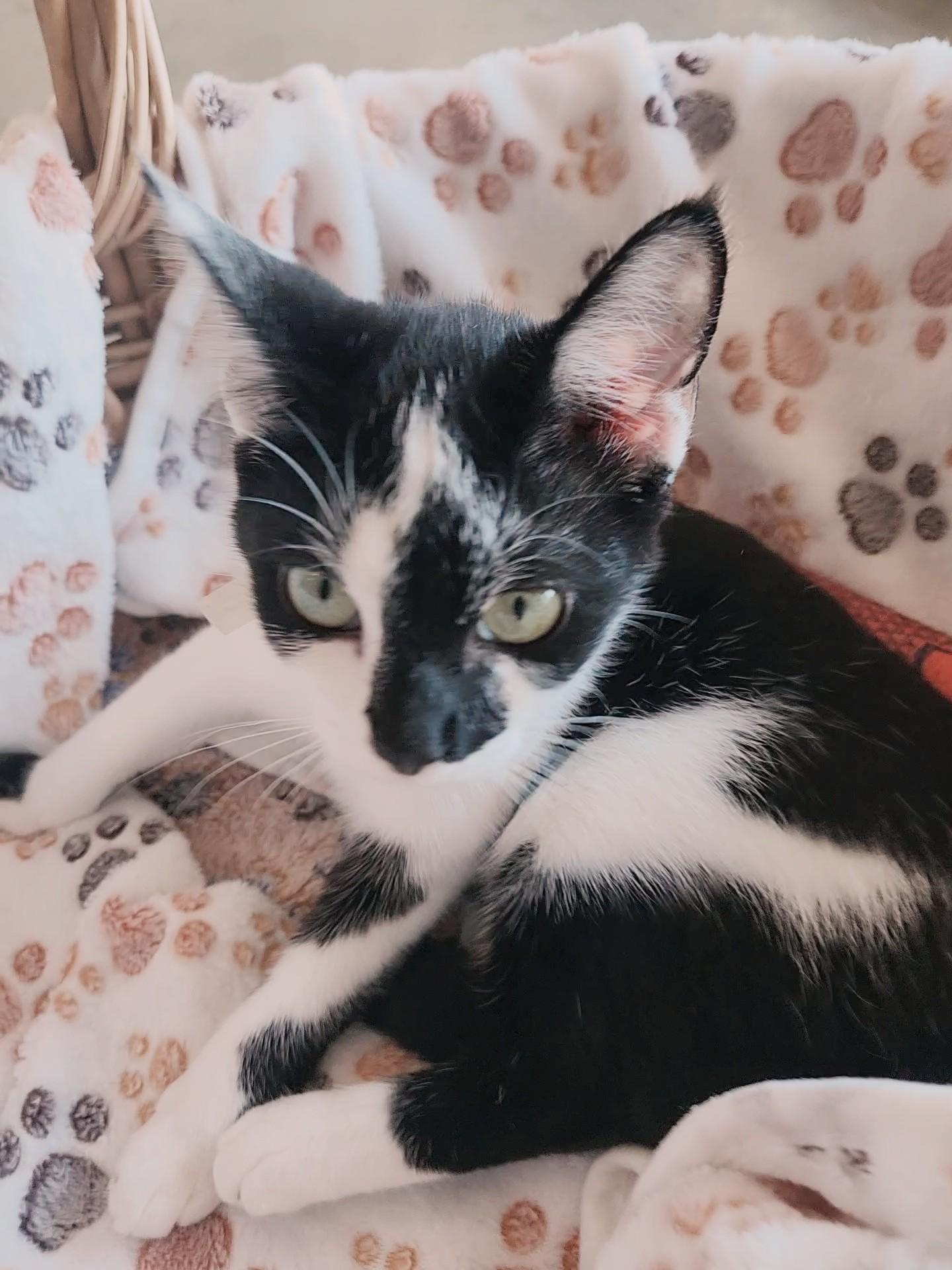 Enlarge Minnow, a Adoptable Tuxedo in Greensboro, AL image 2/2