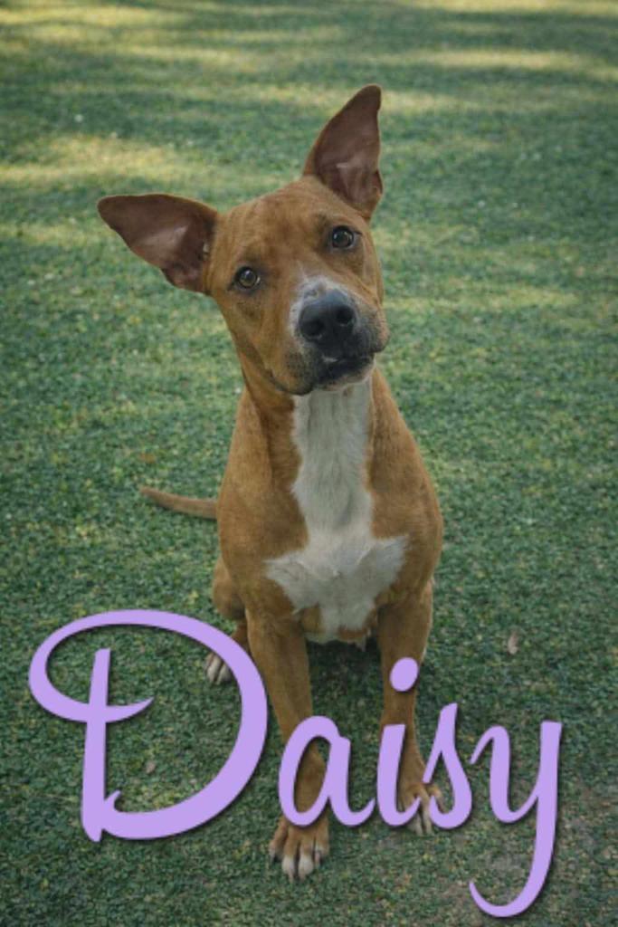 Daisy, Adoptable, Adult Female Pit Bull Terrier.