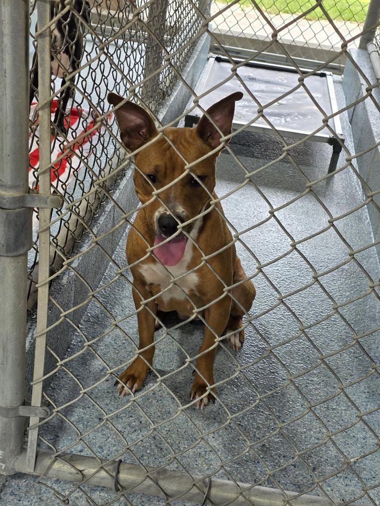 Enlarge Daisy, a Adoptable Pit Bull Terrier in Livingston, LA image 2/2