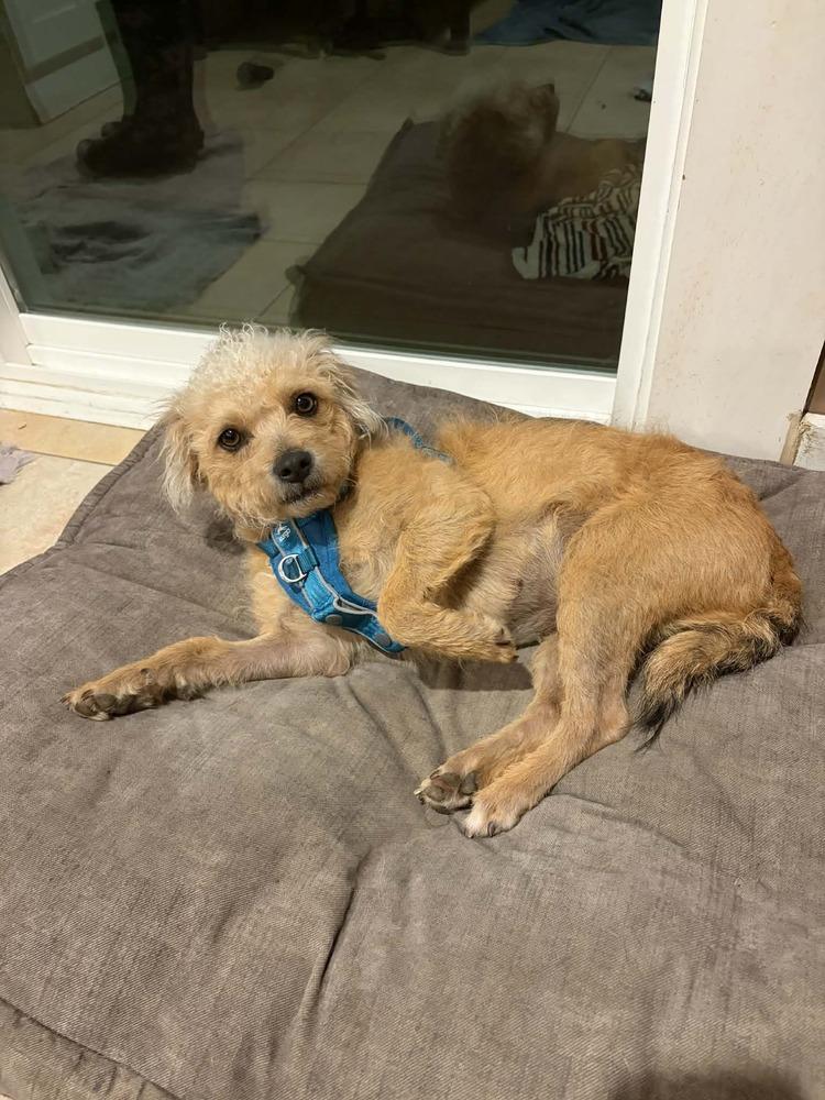 Mamacita, Adoptable, Young Female Terrier & Terrier.