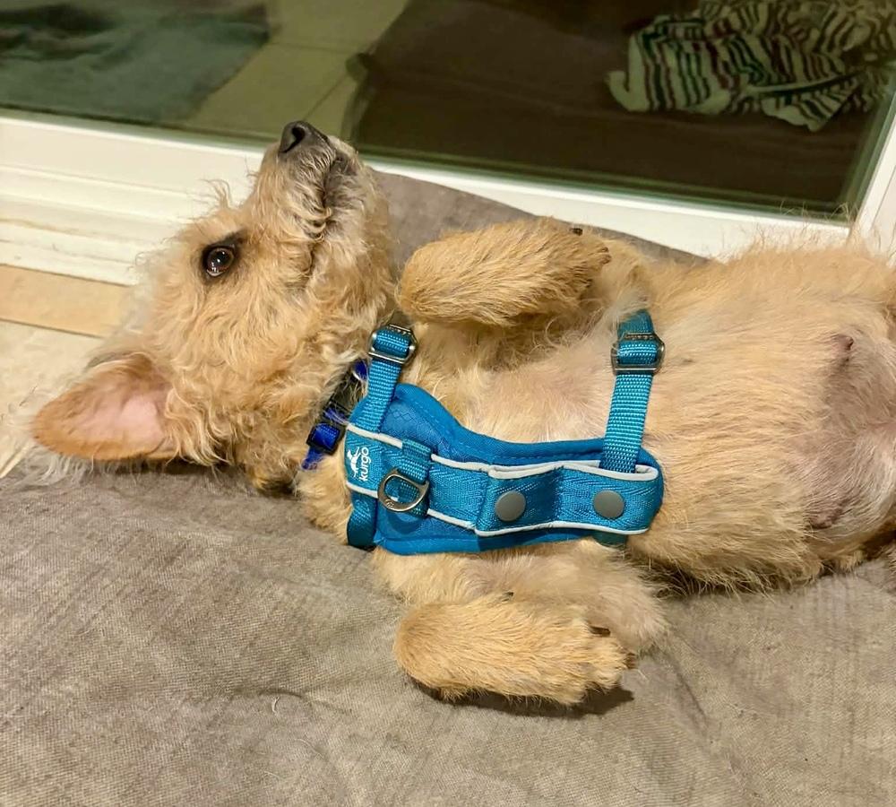 Enlarge Mamacita, a Adoptable mixed breed in Middletown, CT image 3/6