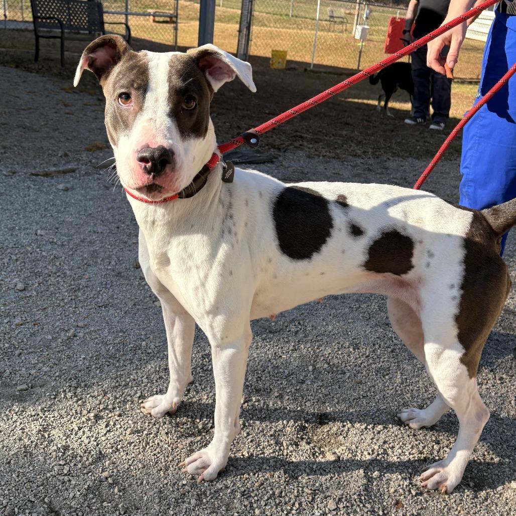 Margo, Adoptable, Young Female American Staffordshire Terrier.