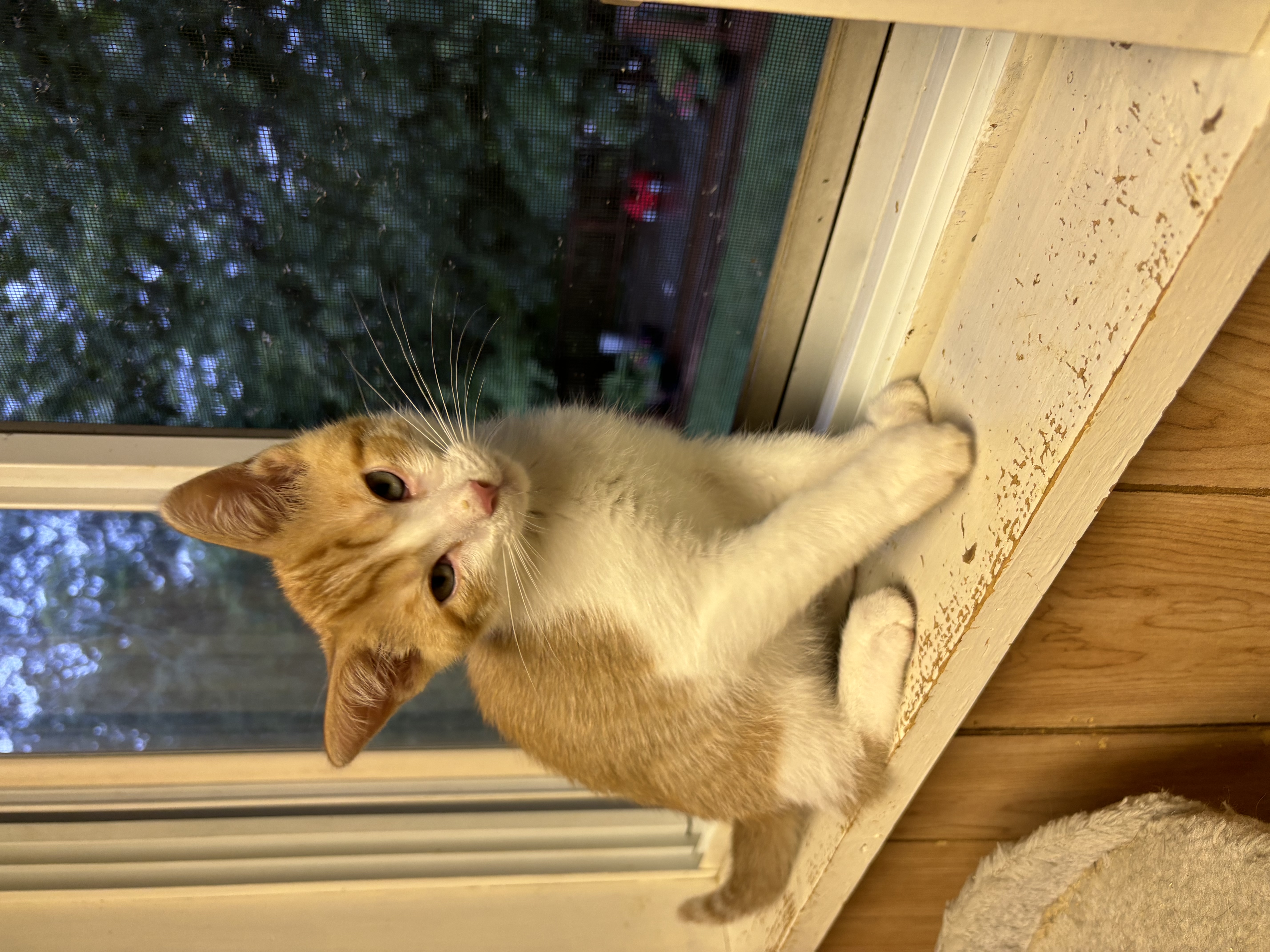 Colby (Blue Cheese Litter), Adoptable, Kitten Male Tabby.