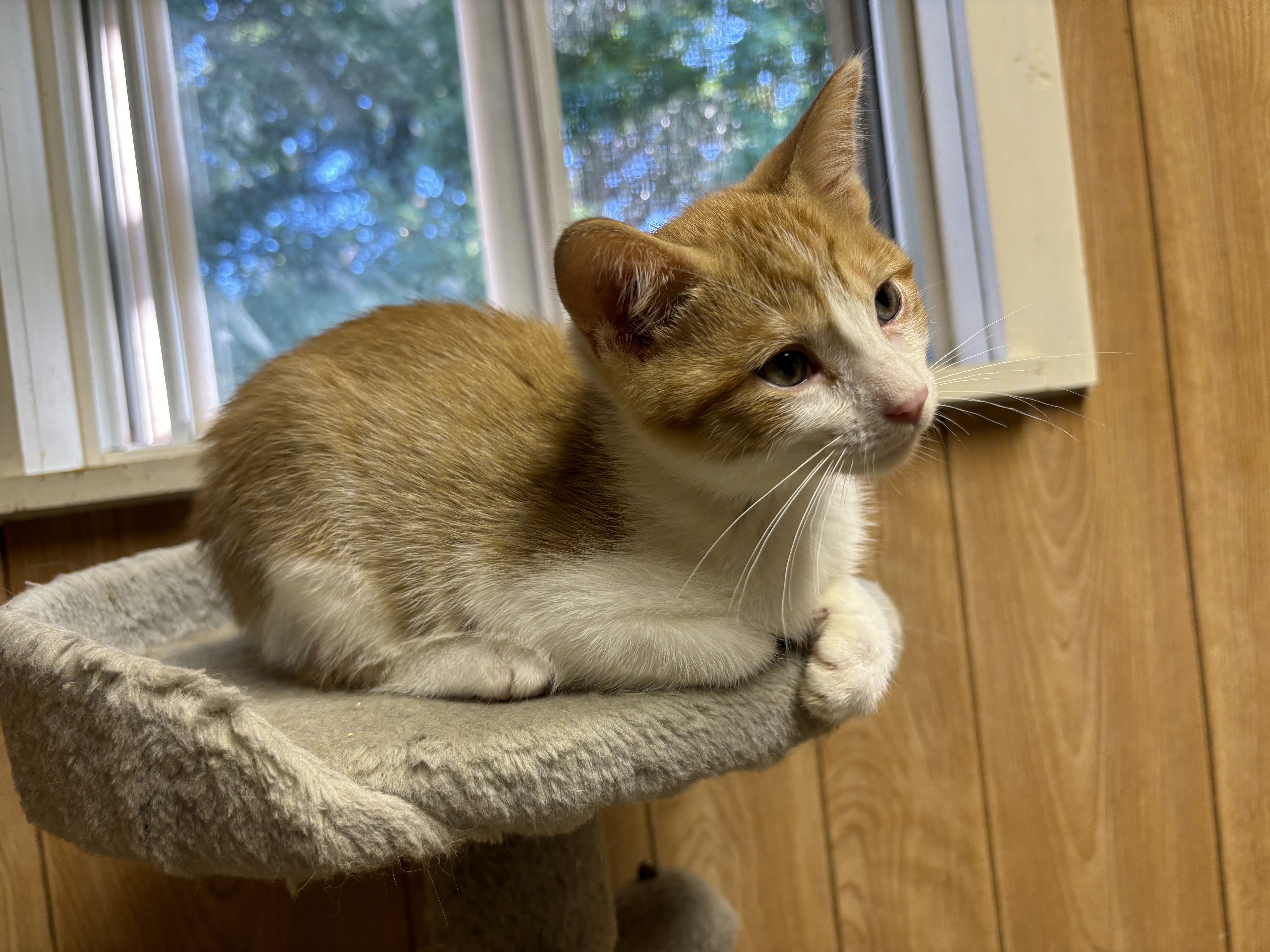 Colby (Blue Cheese Litter), a Adoptable Tabby in Newton, IL image 2/2