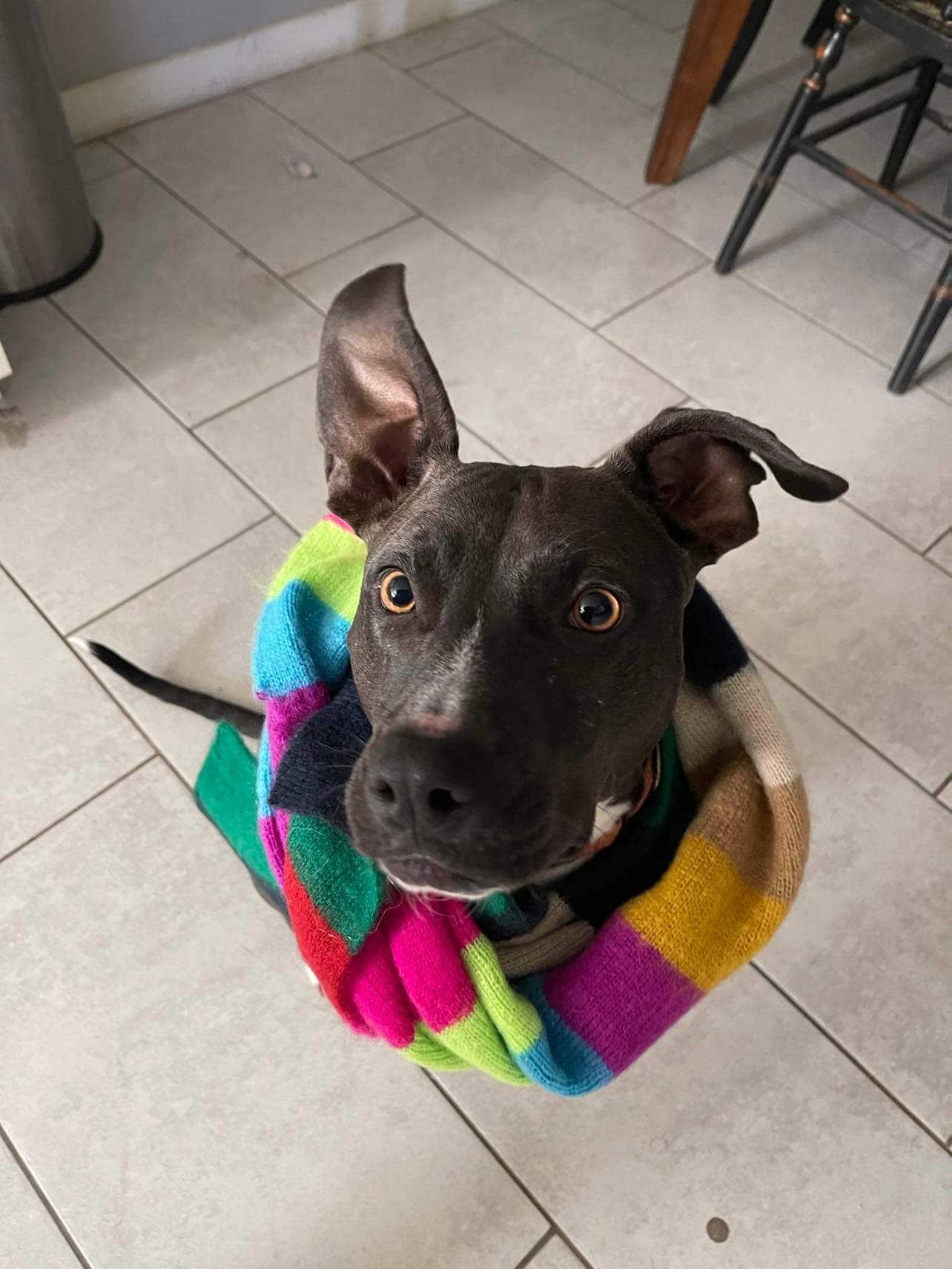 Amber, Adoptable, Adult Female Staffordshire Bull Terrier.