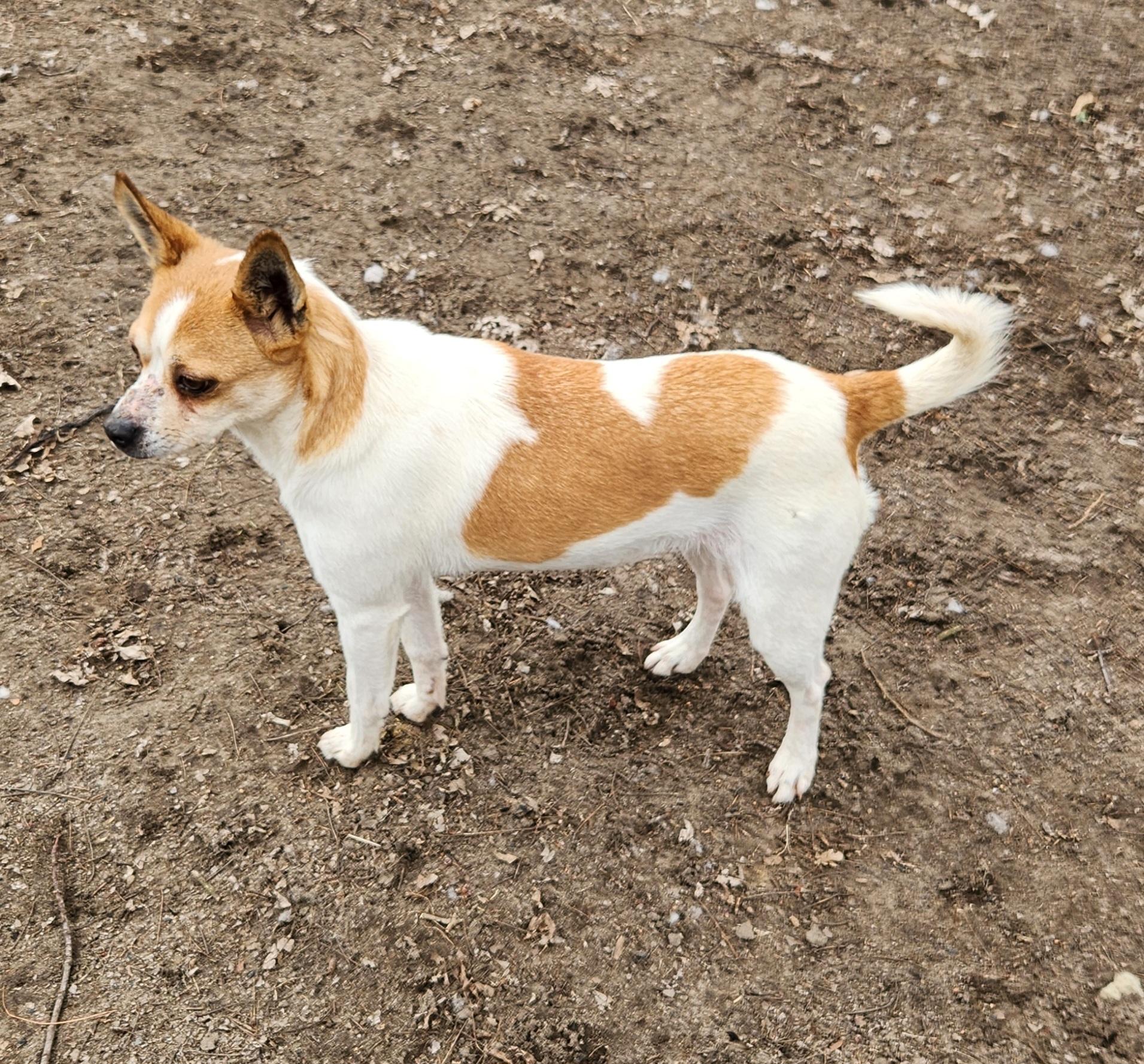 Enlarge Zoey, a ADOPTABLE mixed breed in Liberty Center, OH image 3/6