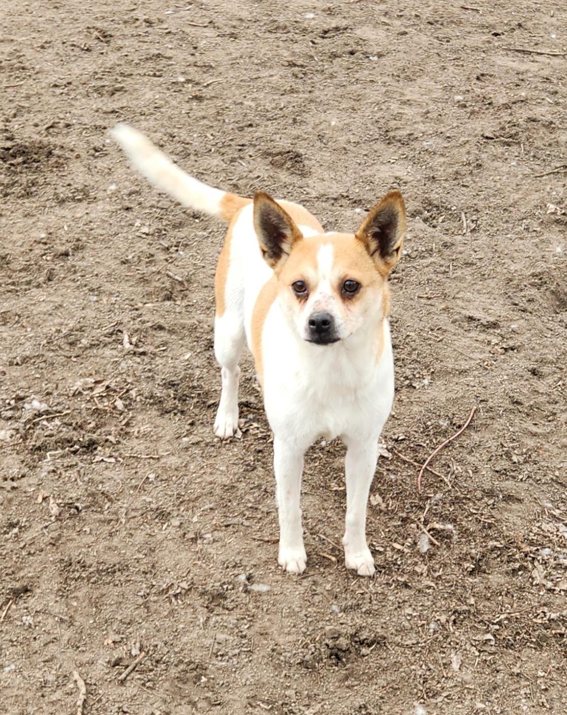 Enlarge Zoey, a ADOPTABLE mixed breed in Liberty Center, OH image 4/6