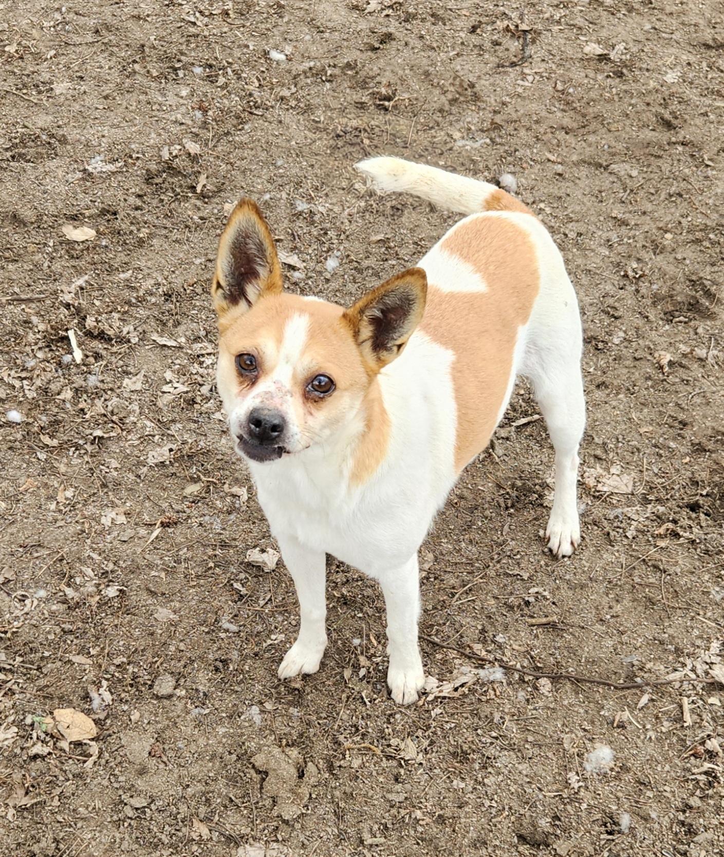 Enlarge Zoey, a ADOPTABLE mixed breed in Liberty Center, OH image 1/6
