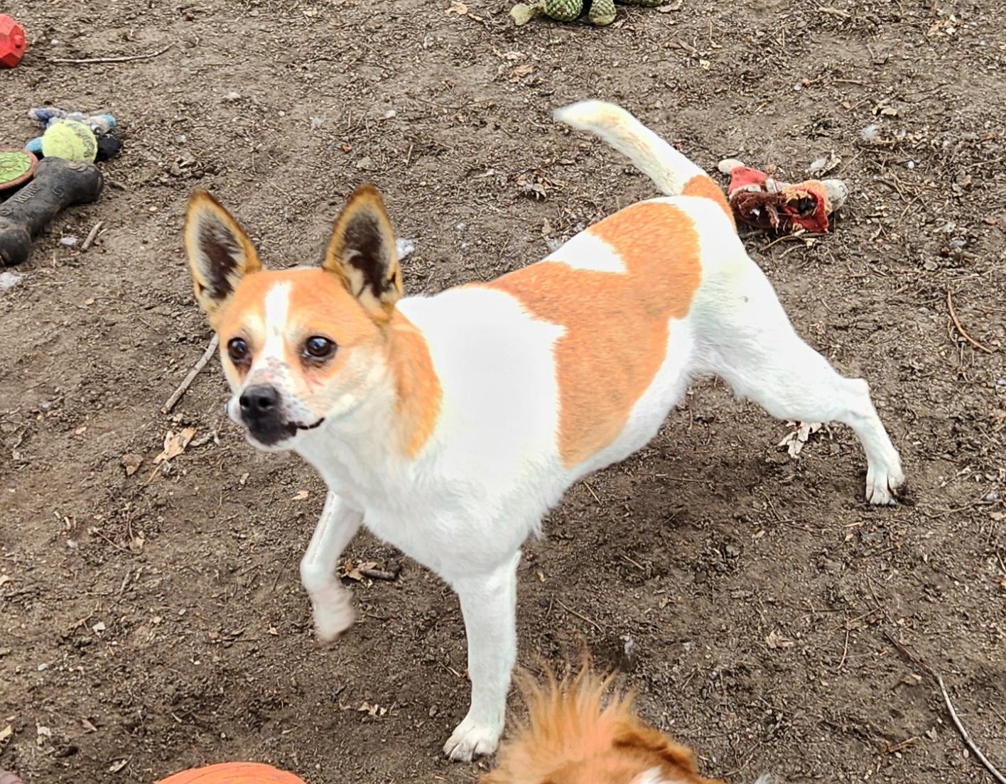 Enlarge Zoey, a ADOPTABLE mixed breed in Liberty Center, OH image 5/6