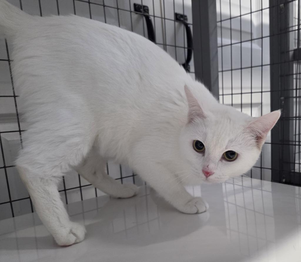 Appa, Adoptable, Young Female Domestic Short Hair.