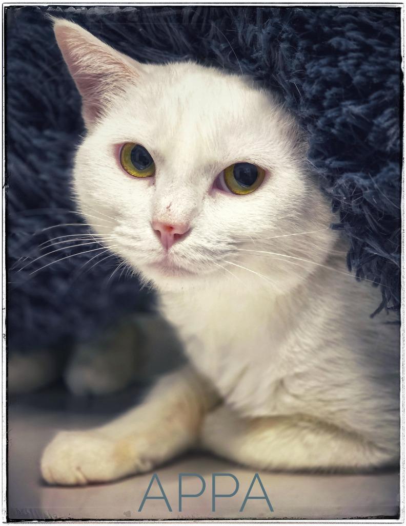 Appa, Adoptable, Young Female Domestic Short Hair.