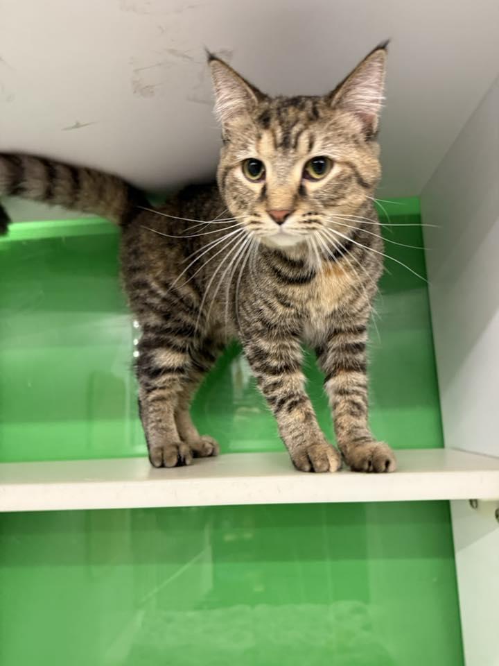 Lightning, an adopted Torbie in Cleveland, OH image 5/6