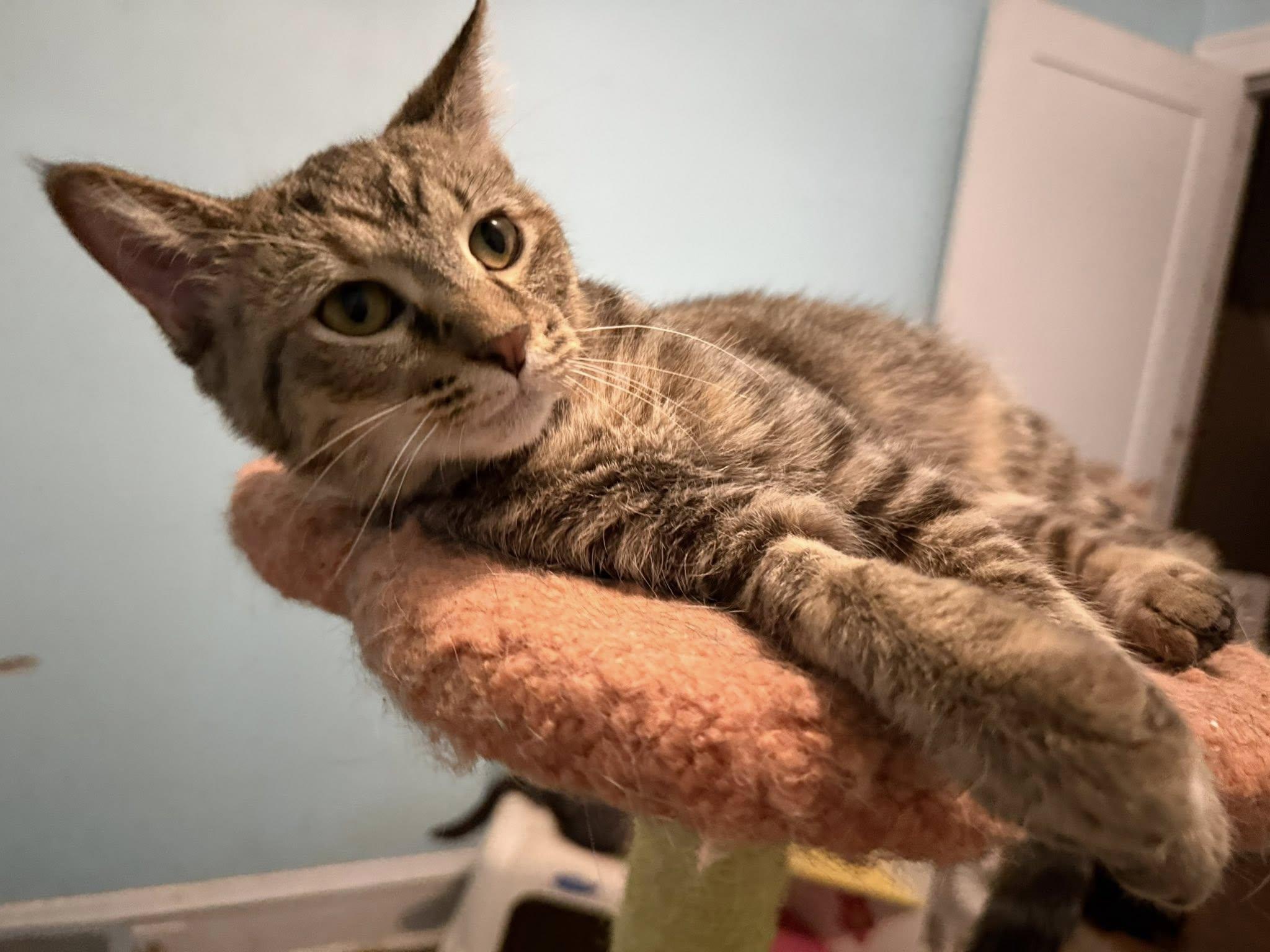 Lightning, an adopted Torbie in Cleveland, OH image 1/6