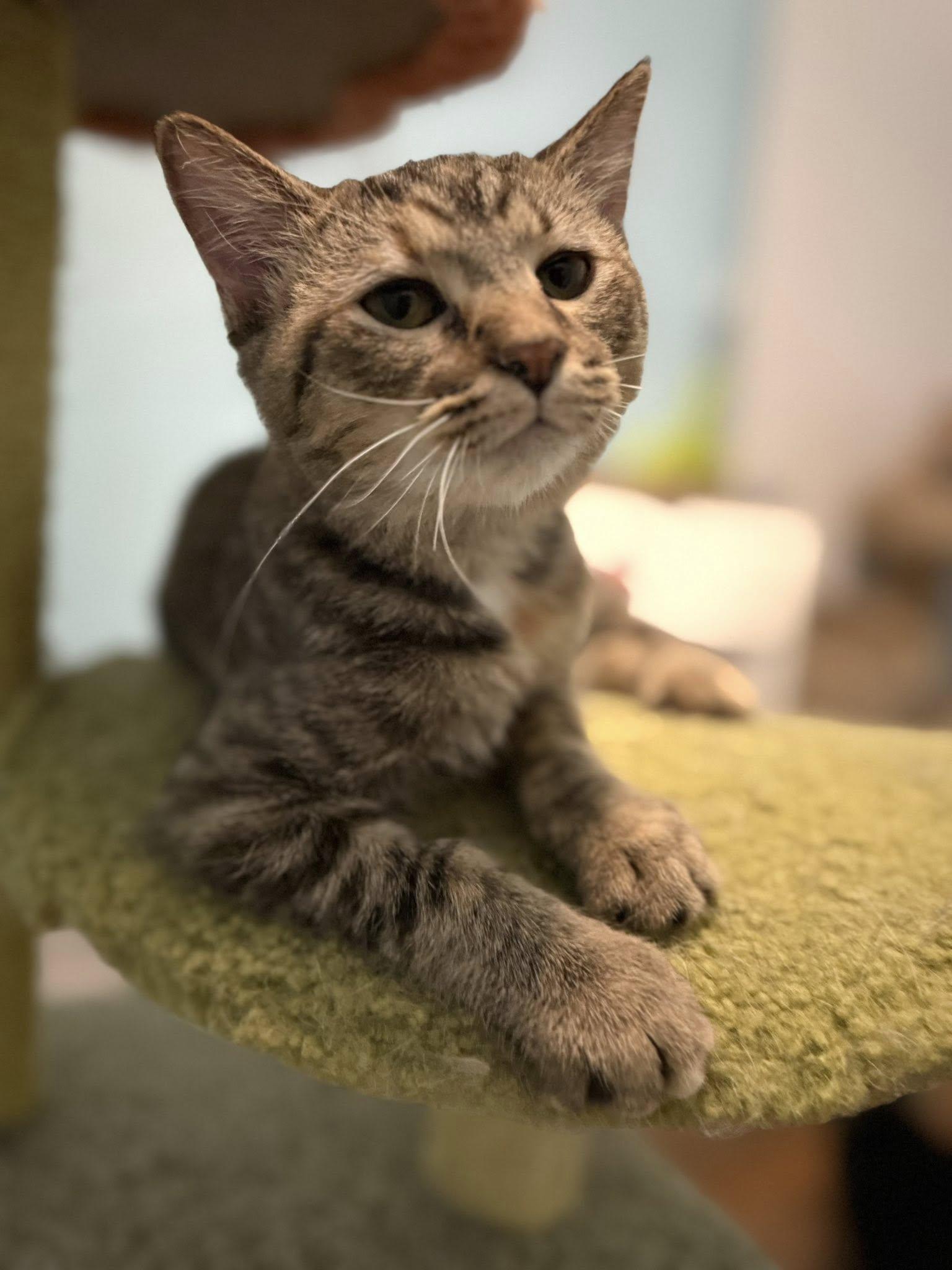 Lightning, an adopted Torbie in Cleveland, OH image 2/6