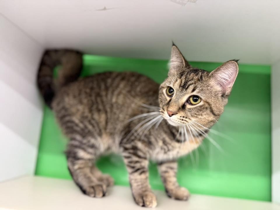 Lightning, an adopted Torbie in Cleveland, OH image 6/6