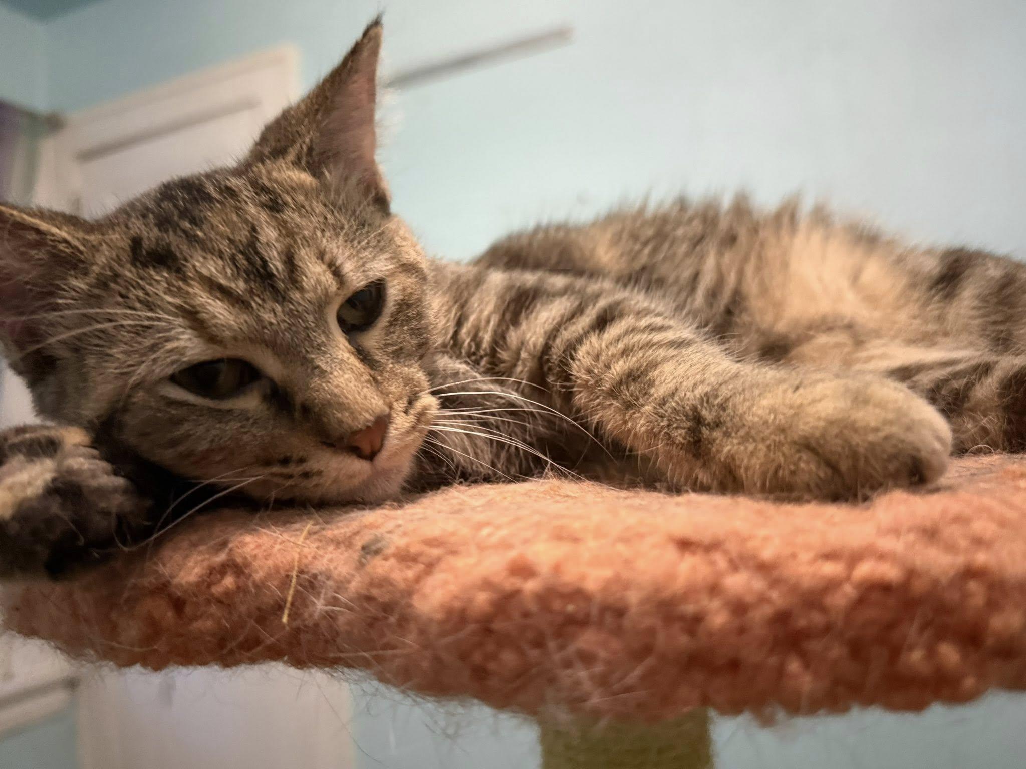 Lightning, an adopted Torbie in Cleveland, OH image 3/6