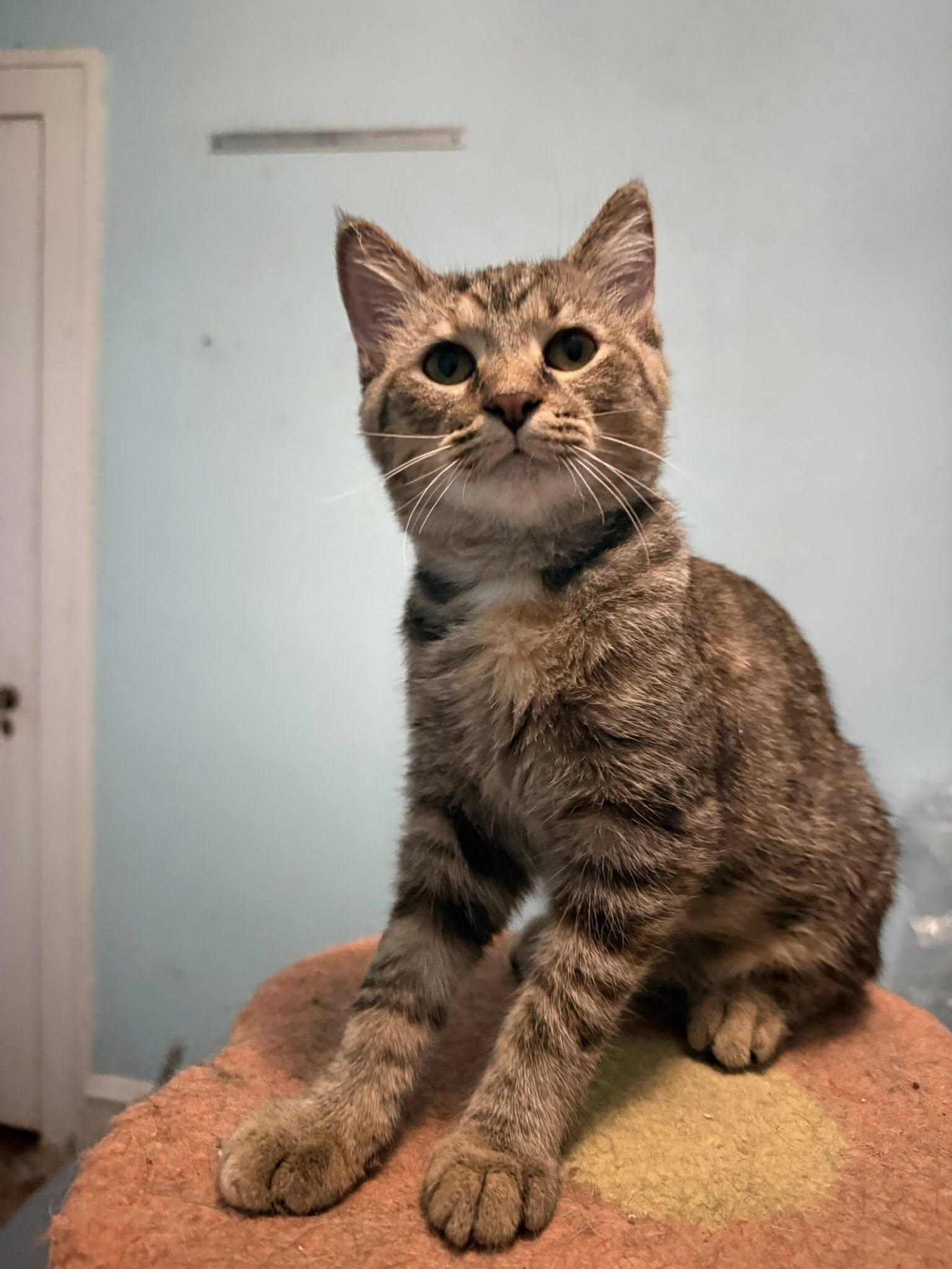 Lightning, an adopted Torbie in Cleveland, OH image 4/6