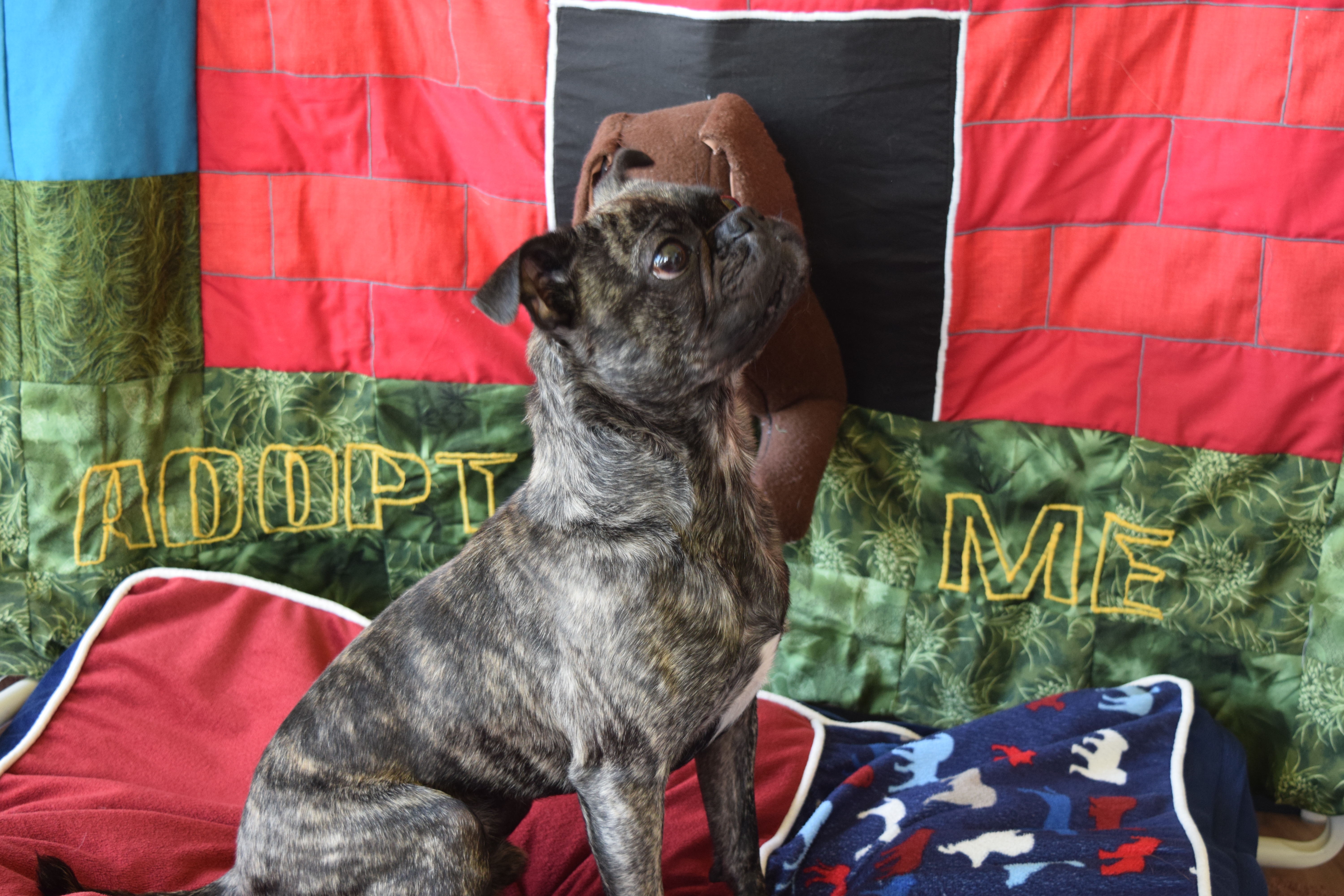 Enlarge Dae Dae, a Adopted mixed breed in Rosalia, KS image 2/4