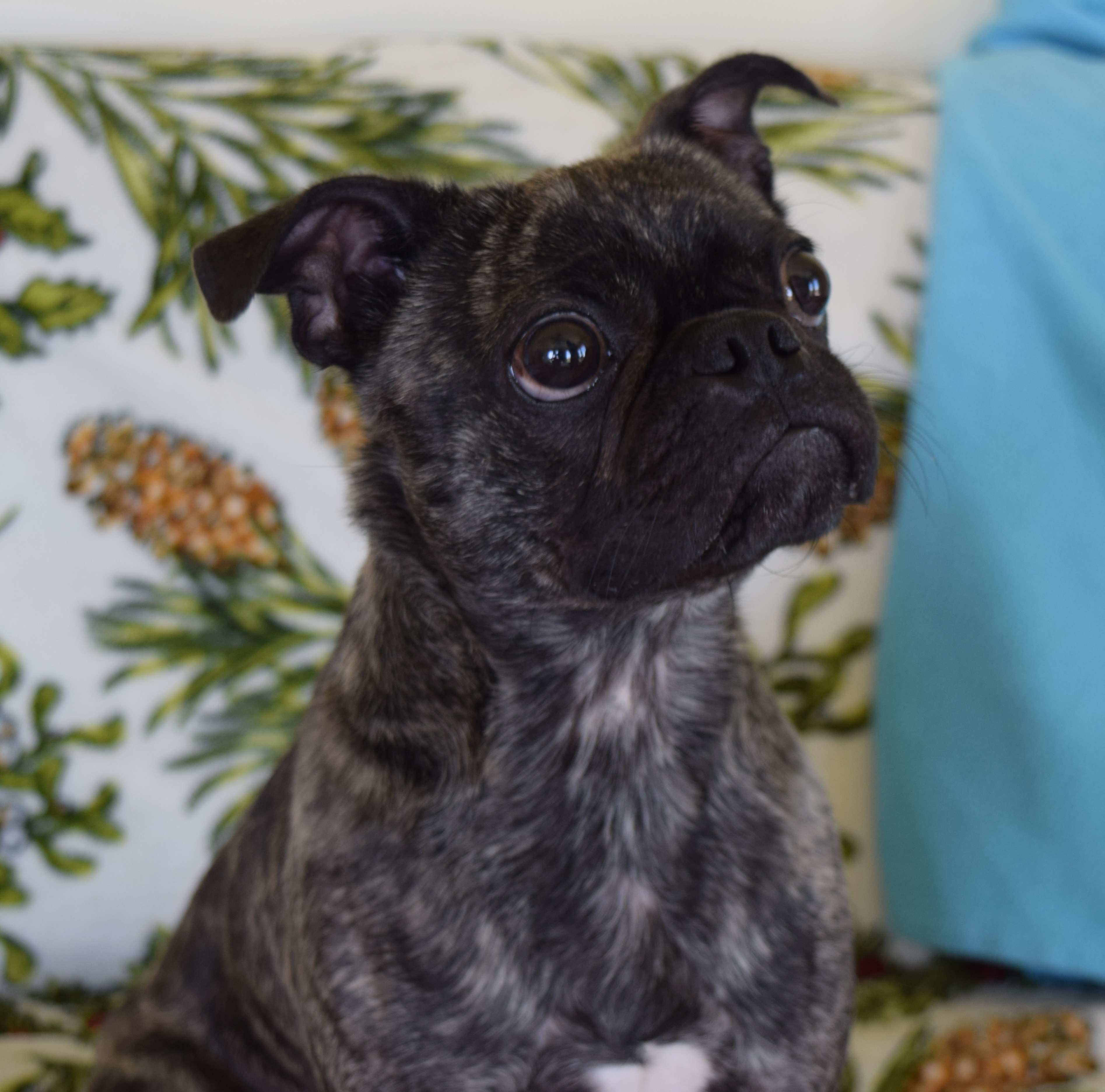 Enlarge Dae Dae, a Adopted mixed breed in Rosalia, KS image 4/4