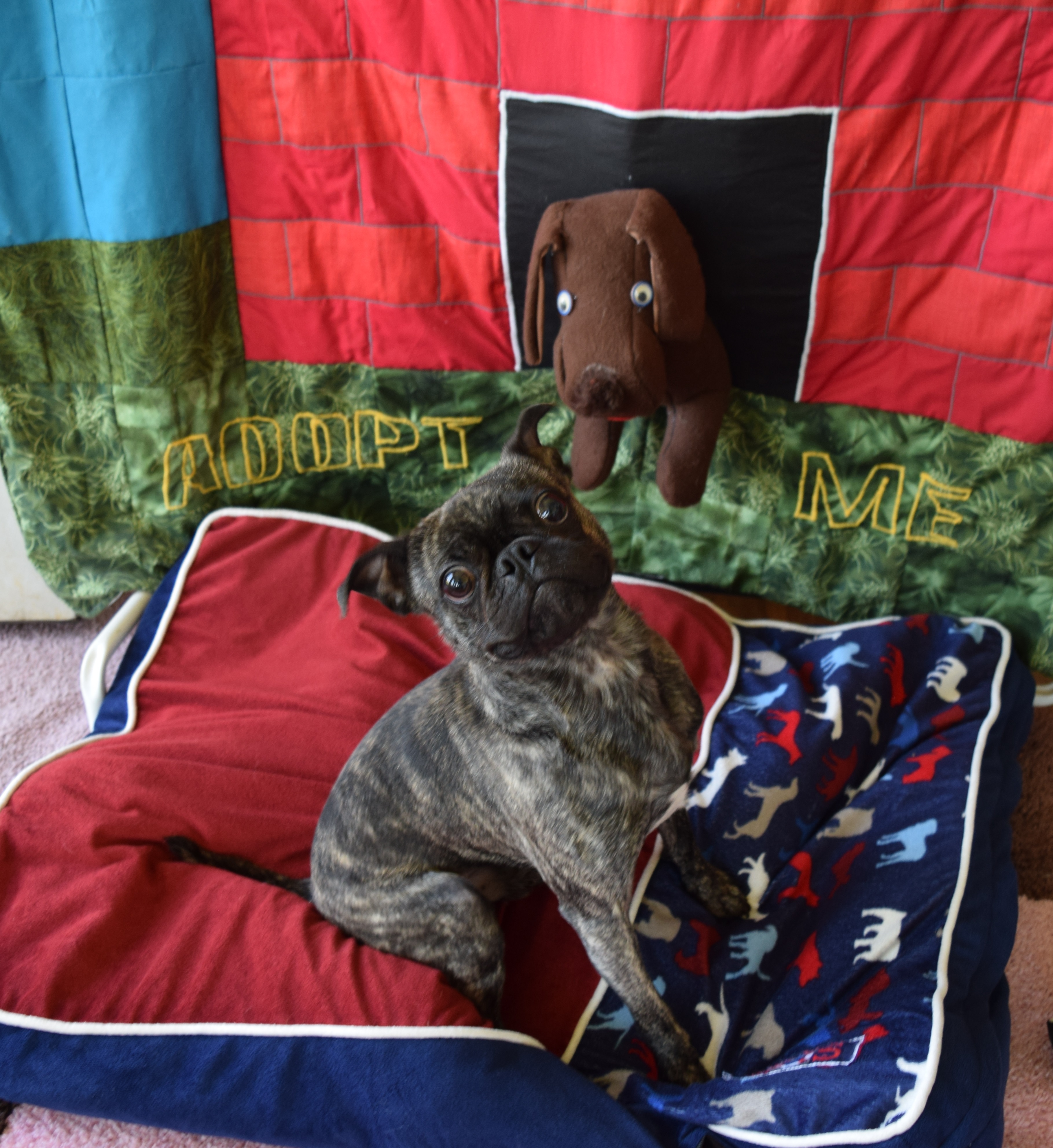 Dae Dae, Adopted, Adult Male Boston Terrier & Pug.