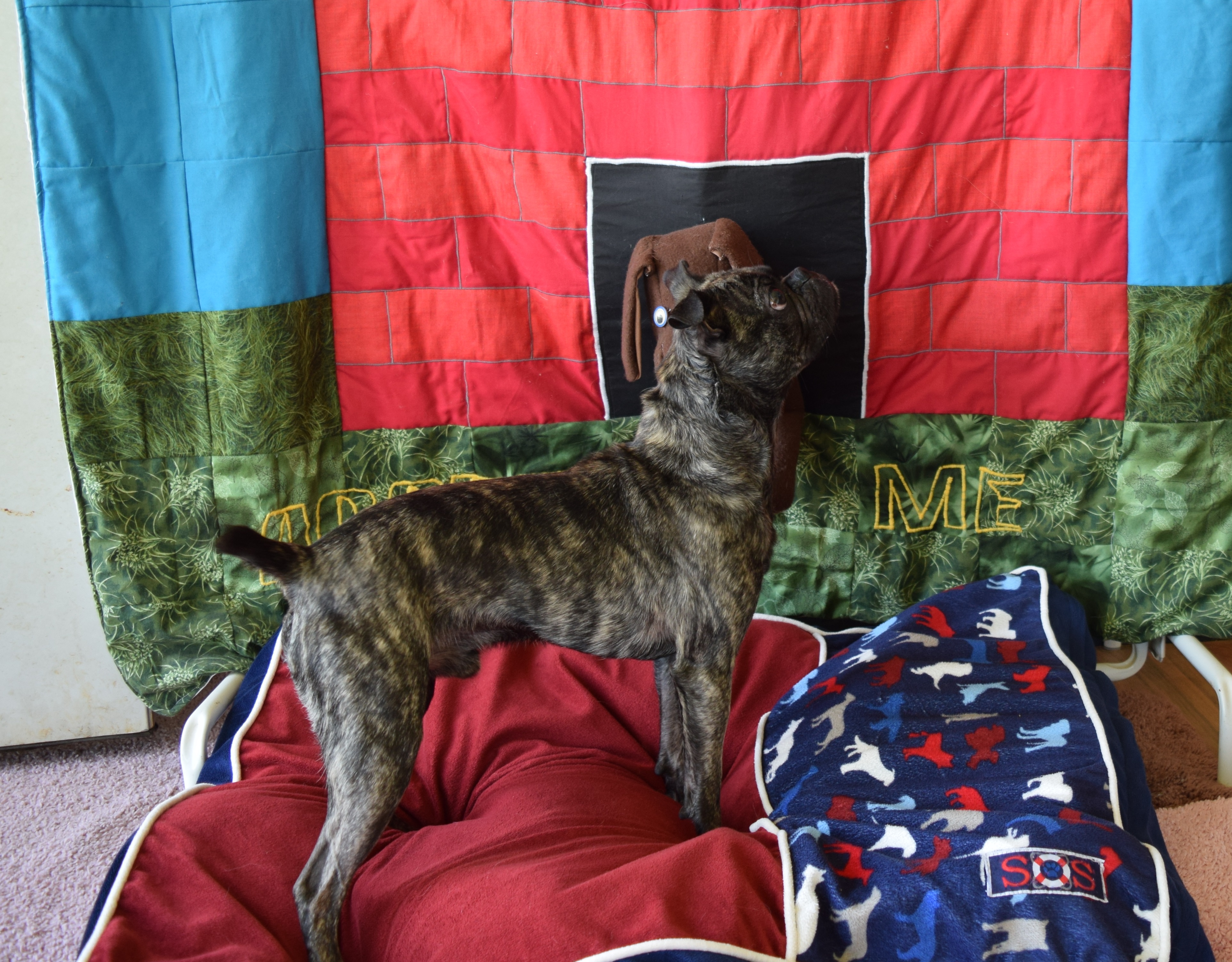 Enlarge Dae Dae, a Adopted mixed breed in Rosalia, KS image 3/4