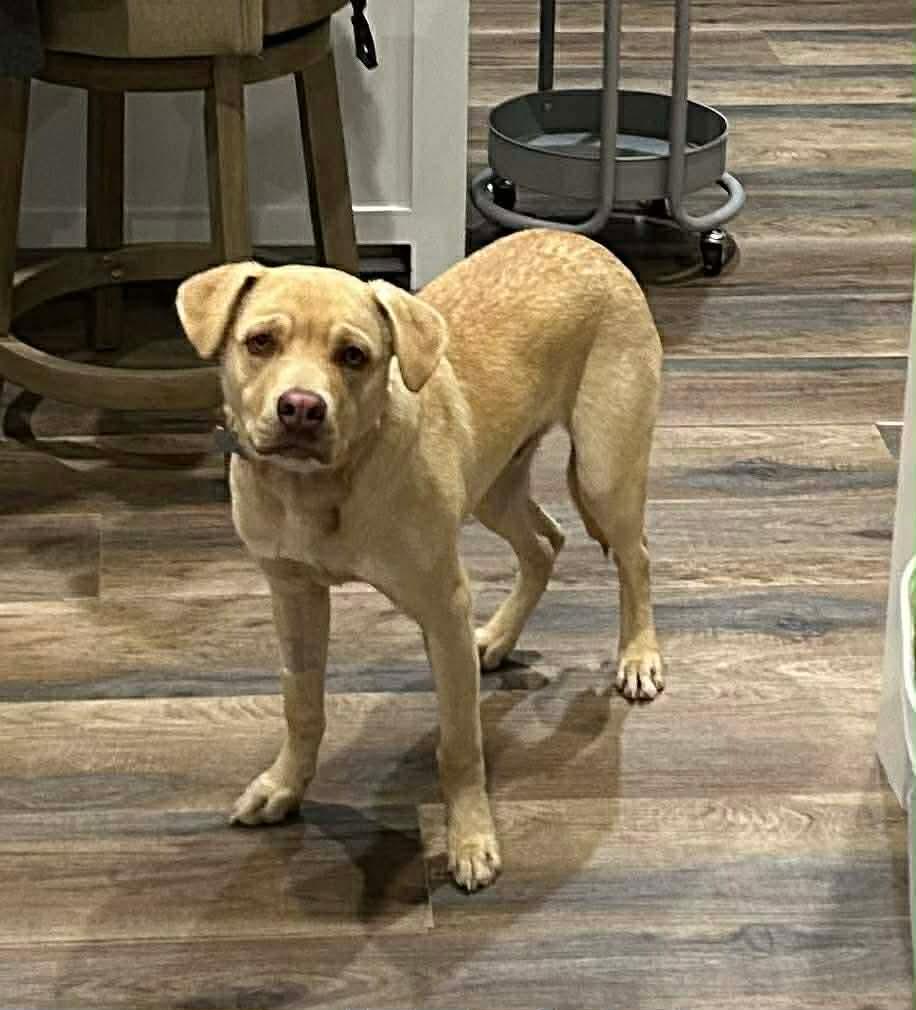 Enlarge Churro , a ADOPTABLE mixed breed in Walker, LA image 2/2