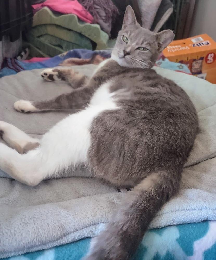 Enlarge Dove, a Adoptable Domestic Short Hair in DELTONA, FL image 1/3