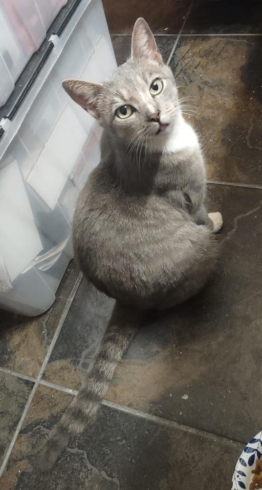 Enlarge Dove, a Adoptable Domestic Short Hair in DELTONA, FL image 2/3