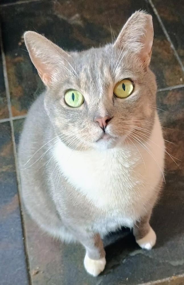 Enlarge Dove, a Adoptable Domestic Short Hair in DELTONA, FL image 3/3