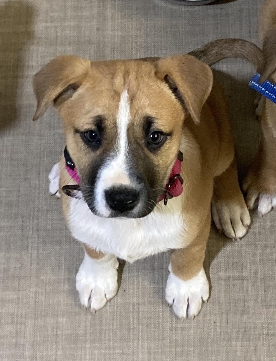 Enlarge Hazel, an adoptable mixed breed in Gilbert, AZ image 1/4