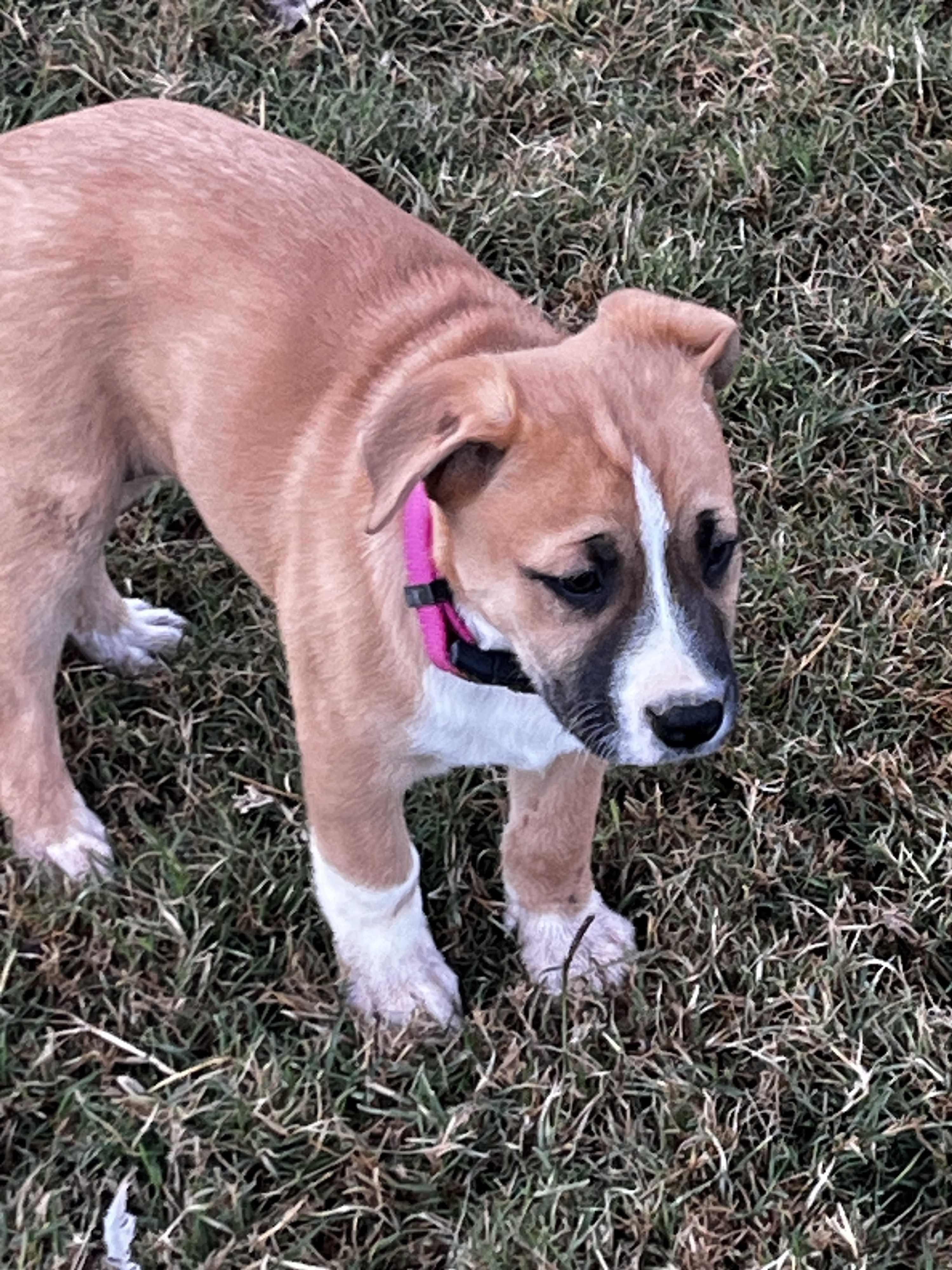 Enlarge Hazel, an adoptable mixed breed in Gilbert, AZ image 2/4