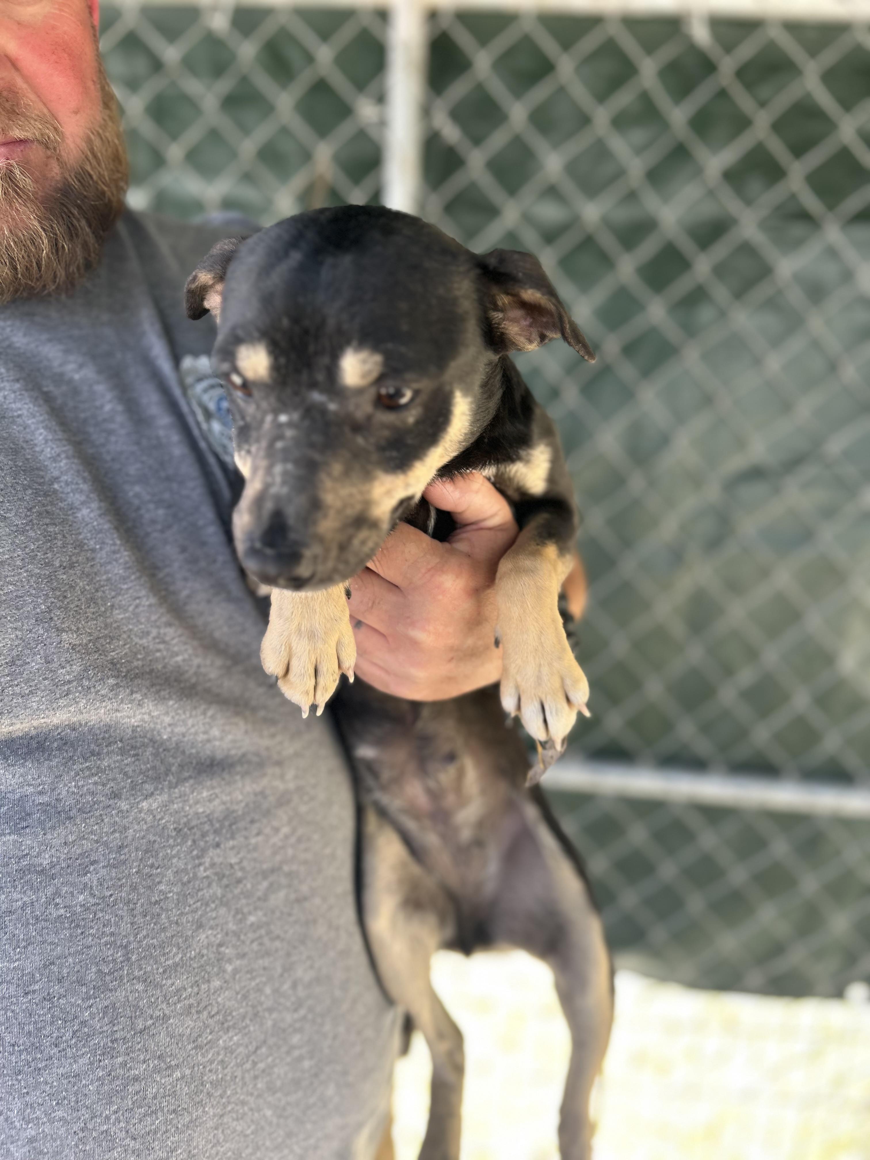 Enlarge Baby, a ADOPTABLE Chihuahua in Manchester, TN image 4/4